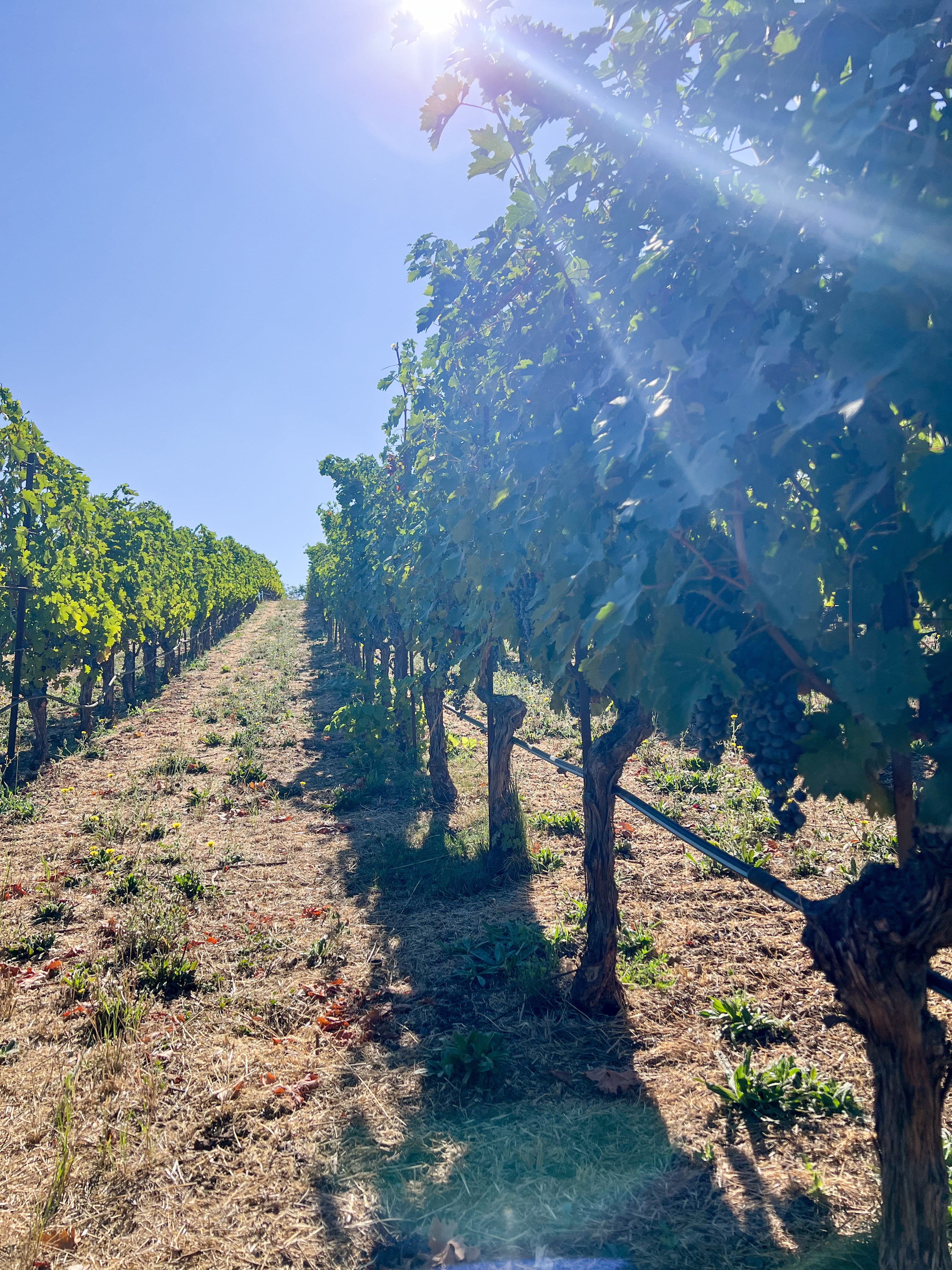 View of a sunny vineyard pathway