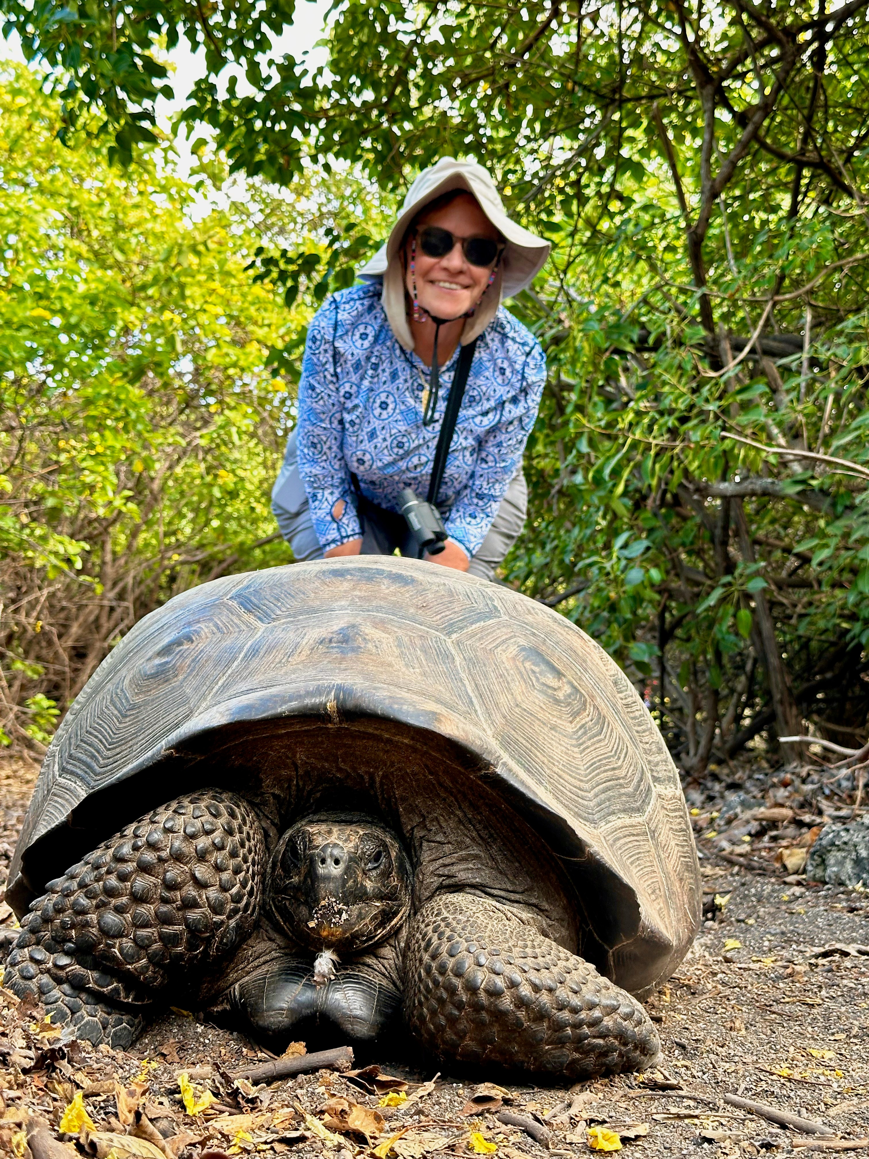 Giant tortoise.