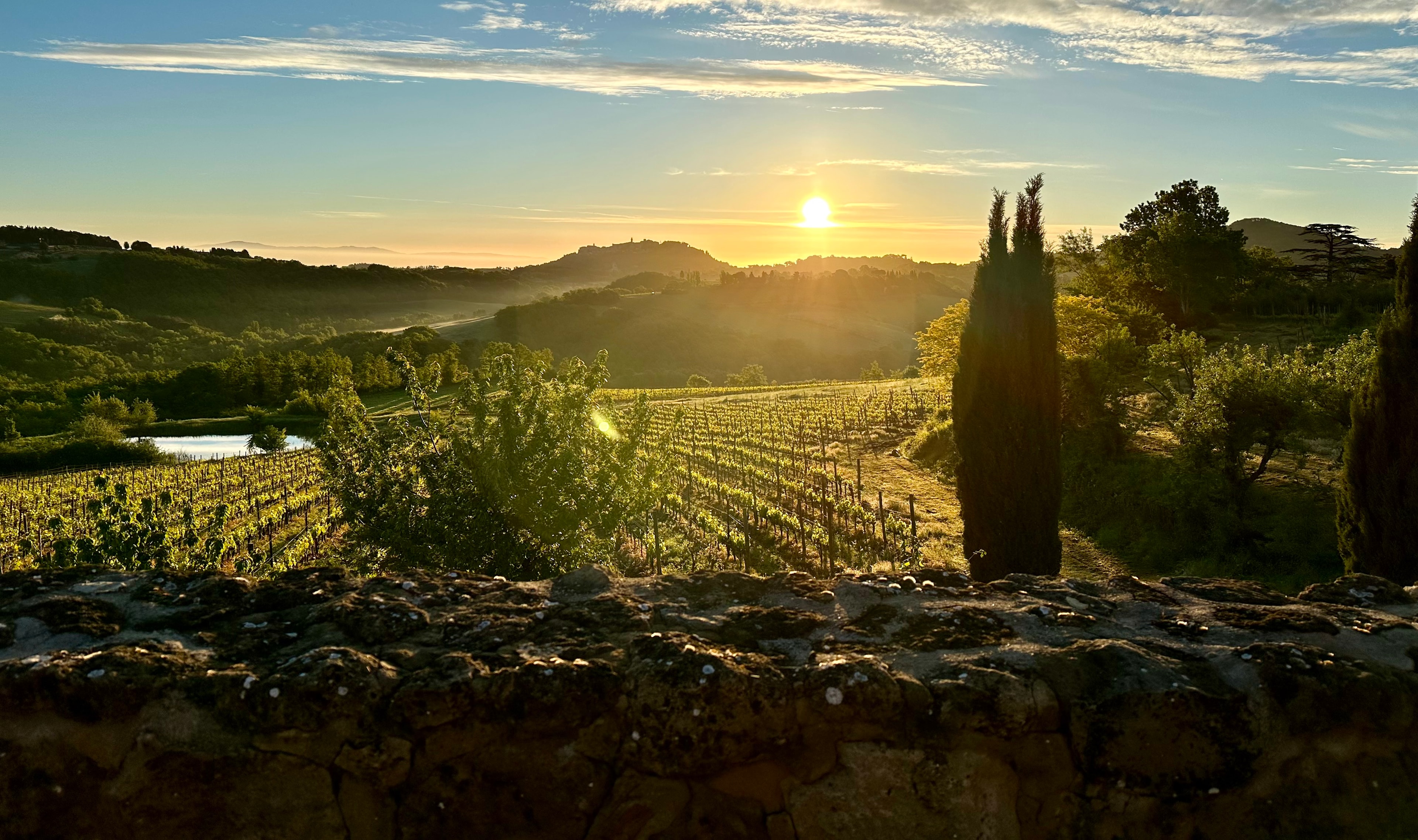 View of a beautiful sunset over vineyards in the countryside