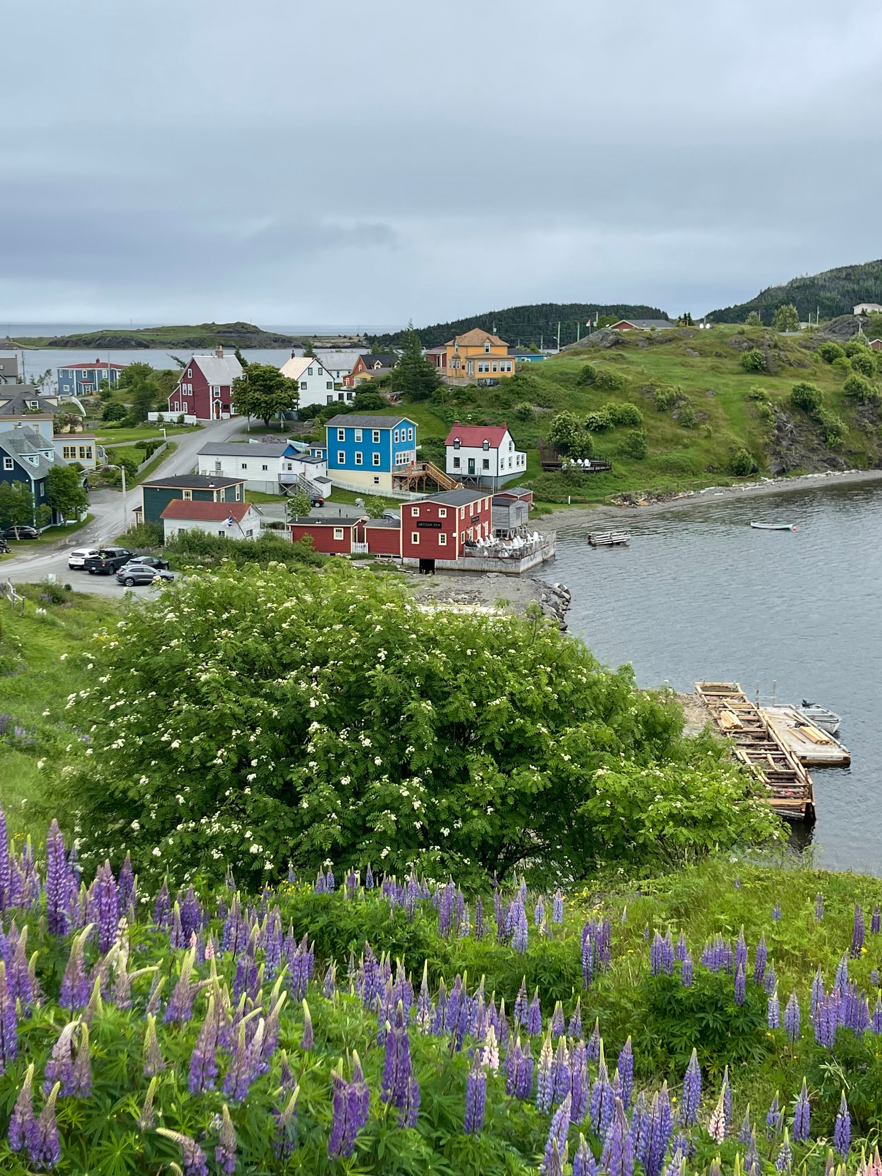 Aerial view of a small coastal town with purple flowers blooming in surrounding hills on a cloudy day