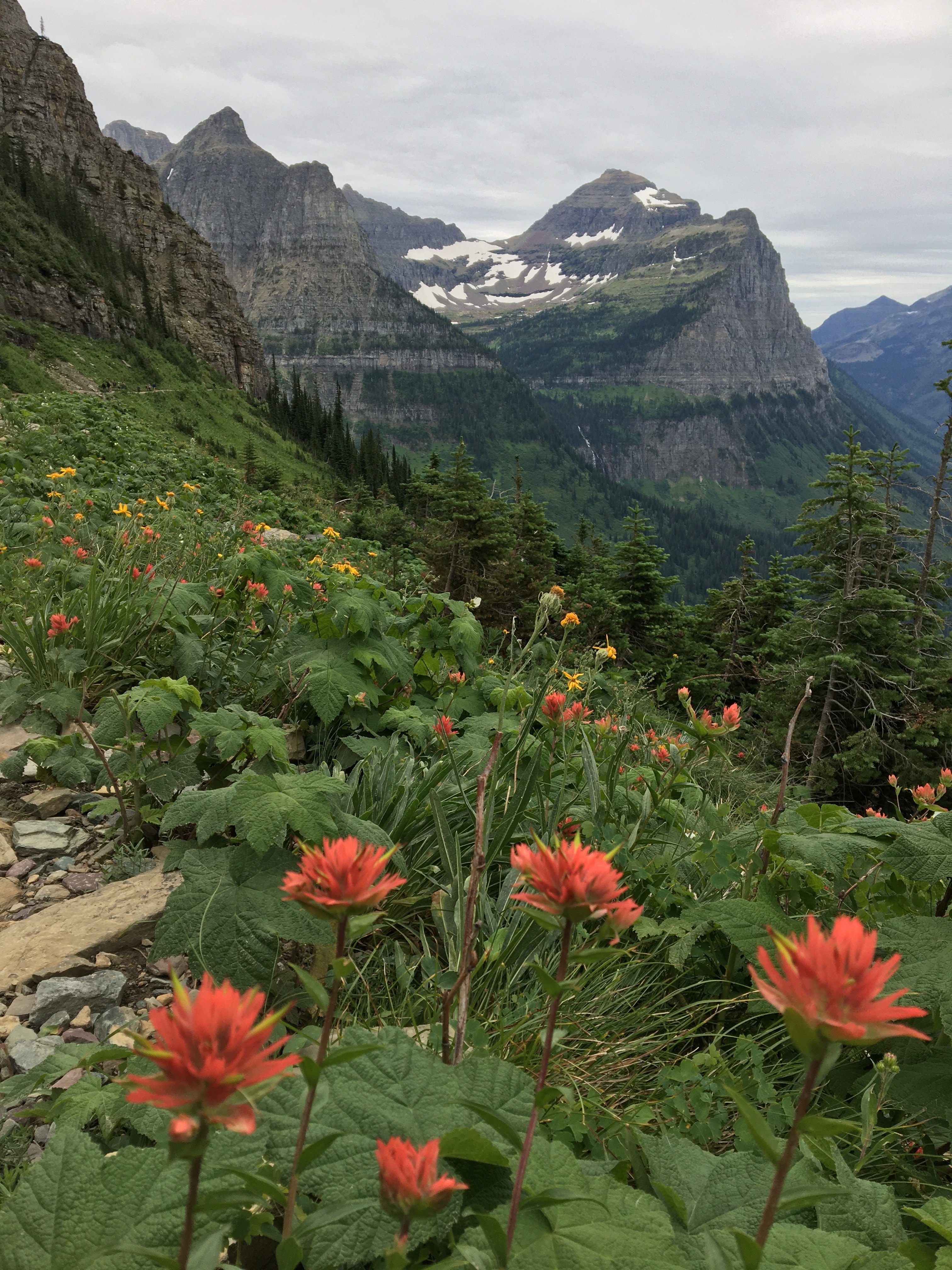 View of red flowers blooming in the mountains on a cloudy day