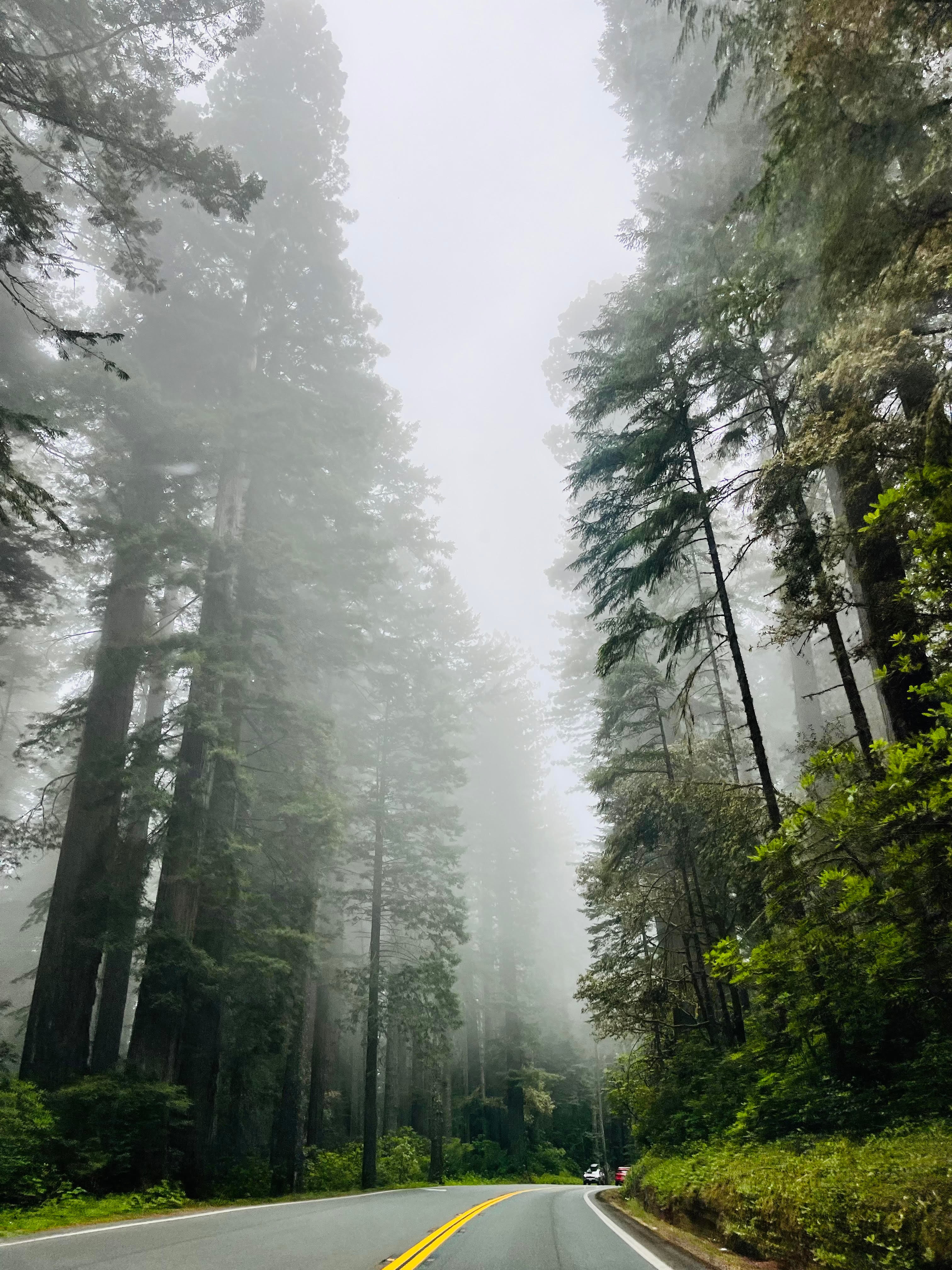 View of a foggy empty road with tall trees to either side