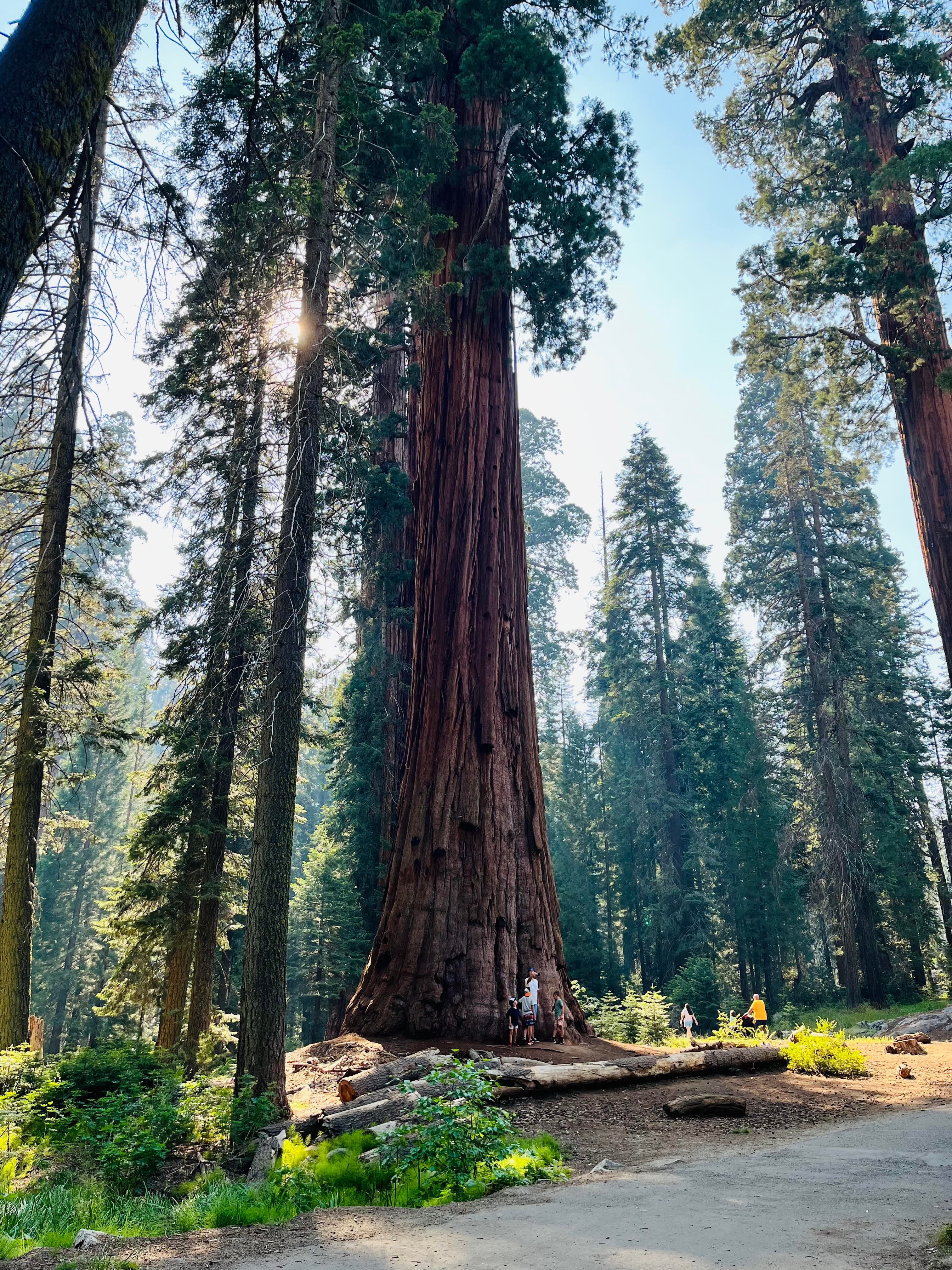 View of large Sequoia trees on a sunny day