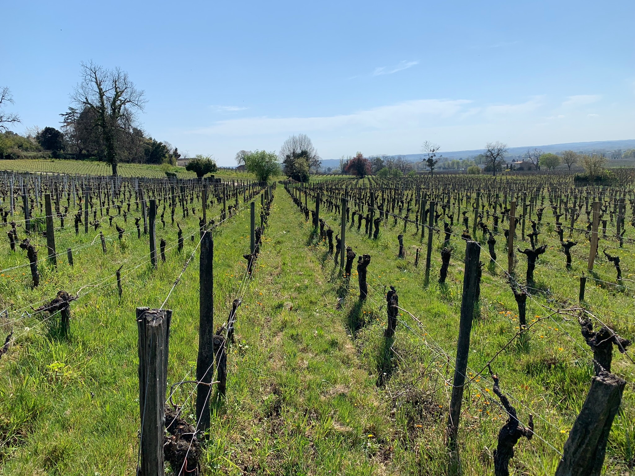 Vineyard vines stretch toward the horizon amid green grass and foliage on a sunny day. 