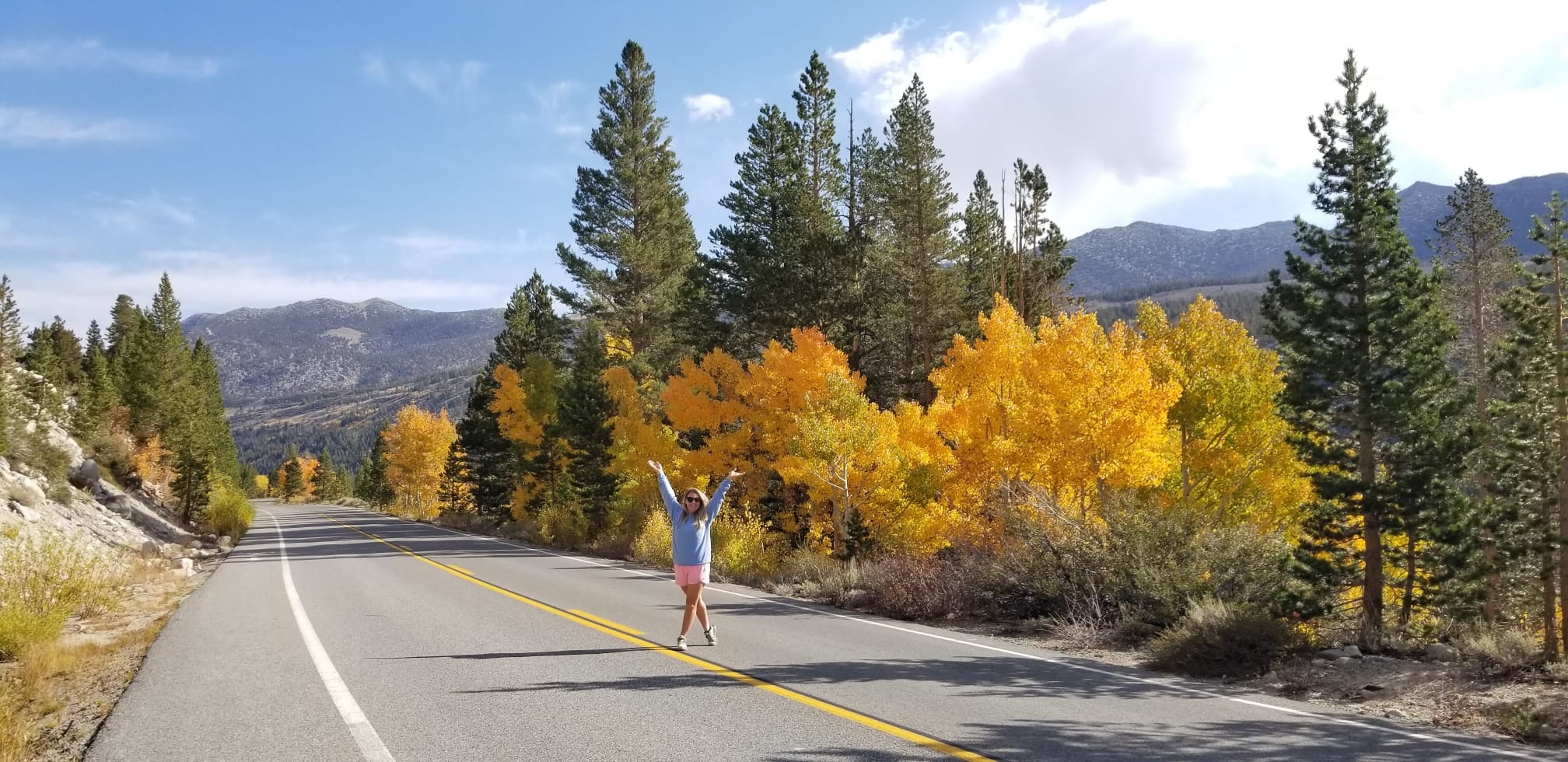 Autumn trees by road.