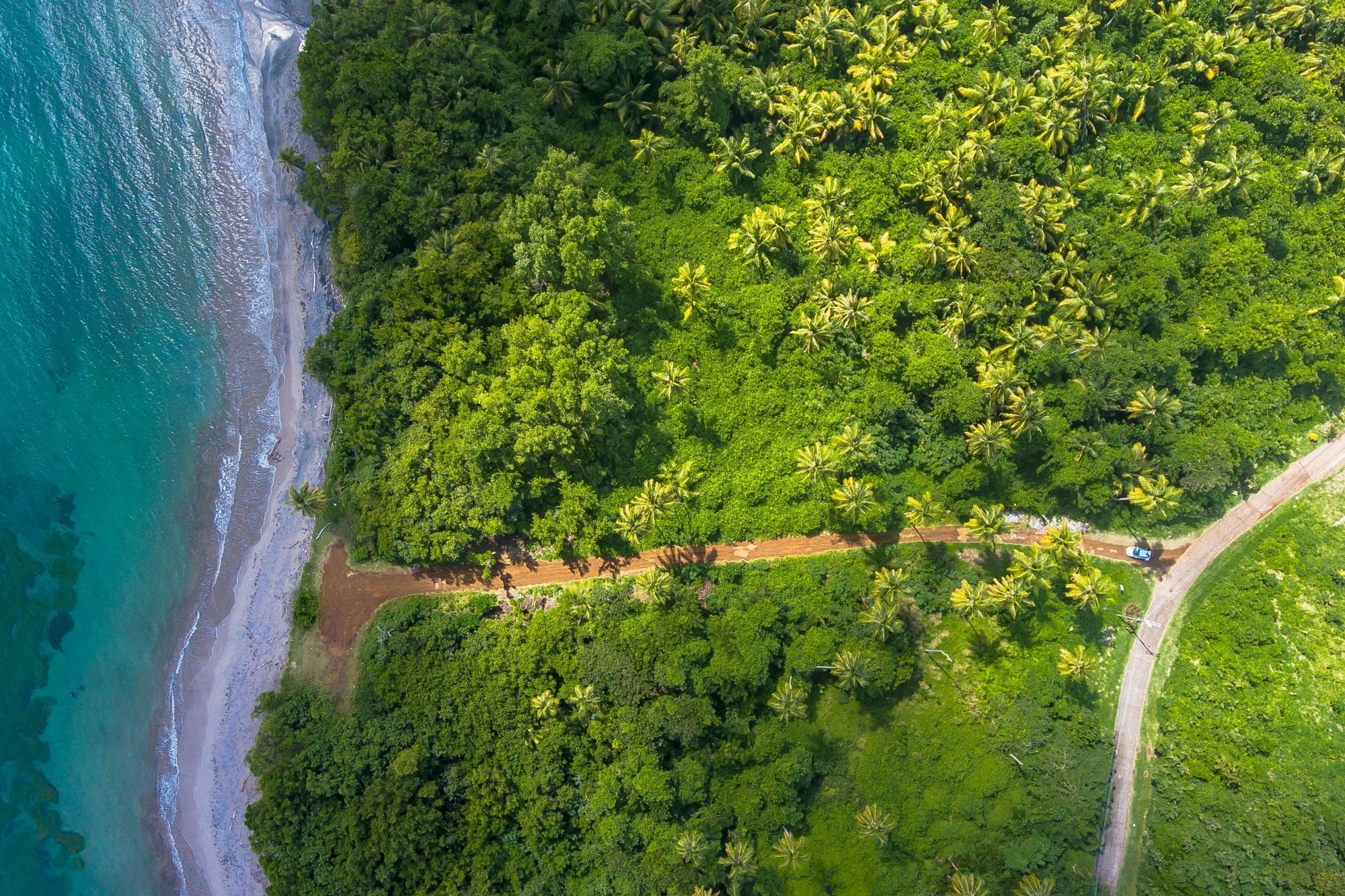 jungle with a path to a turquoise ocean