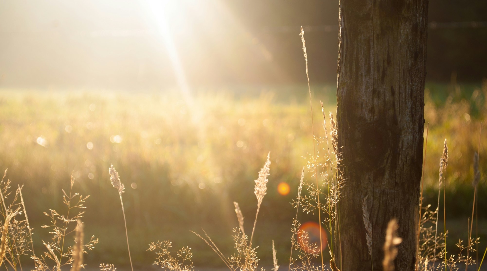 A field of yellow and green shades with rays of sunshine glowing over it.