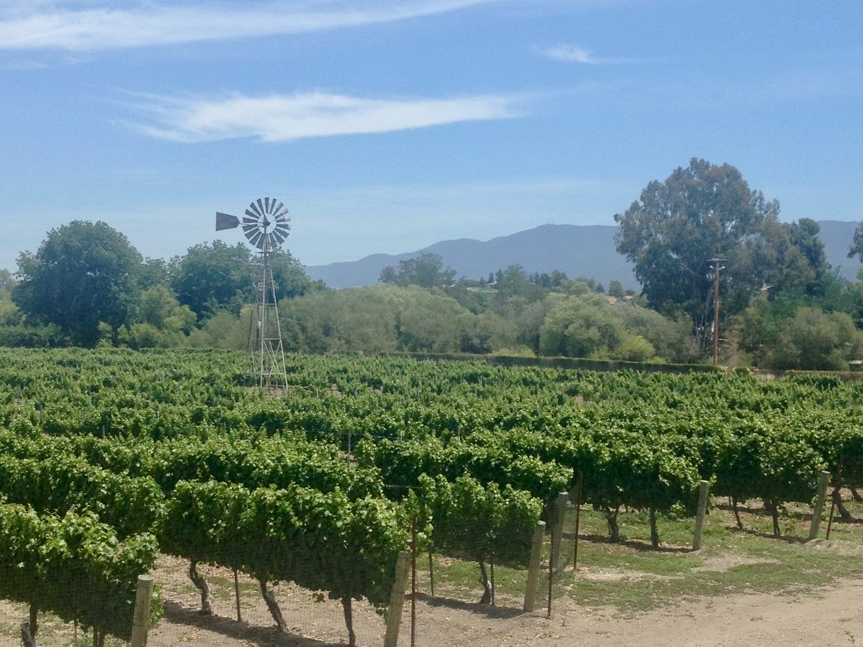 A scenic vineyard with grapevines in rows, a windmill, and hills under a clear sky.