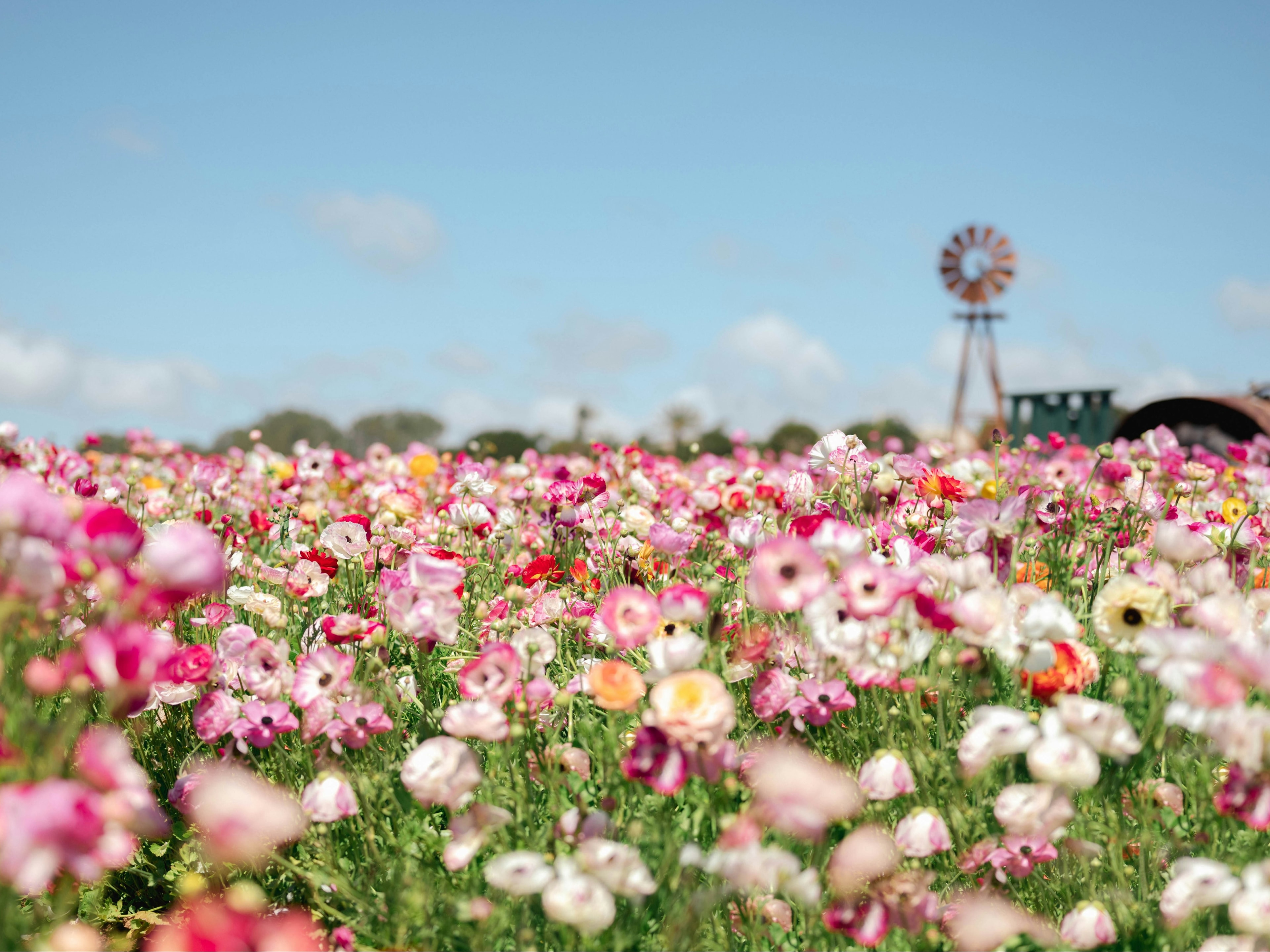 The image showcases a vibrant field of multicolored flowers with a windmill in the background under a clear blue sky.