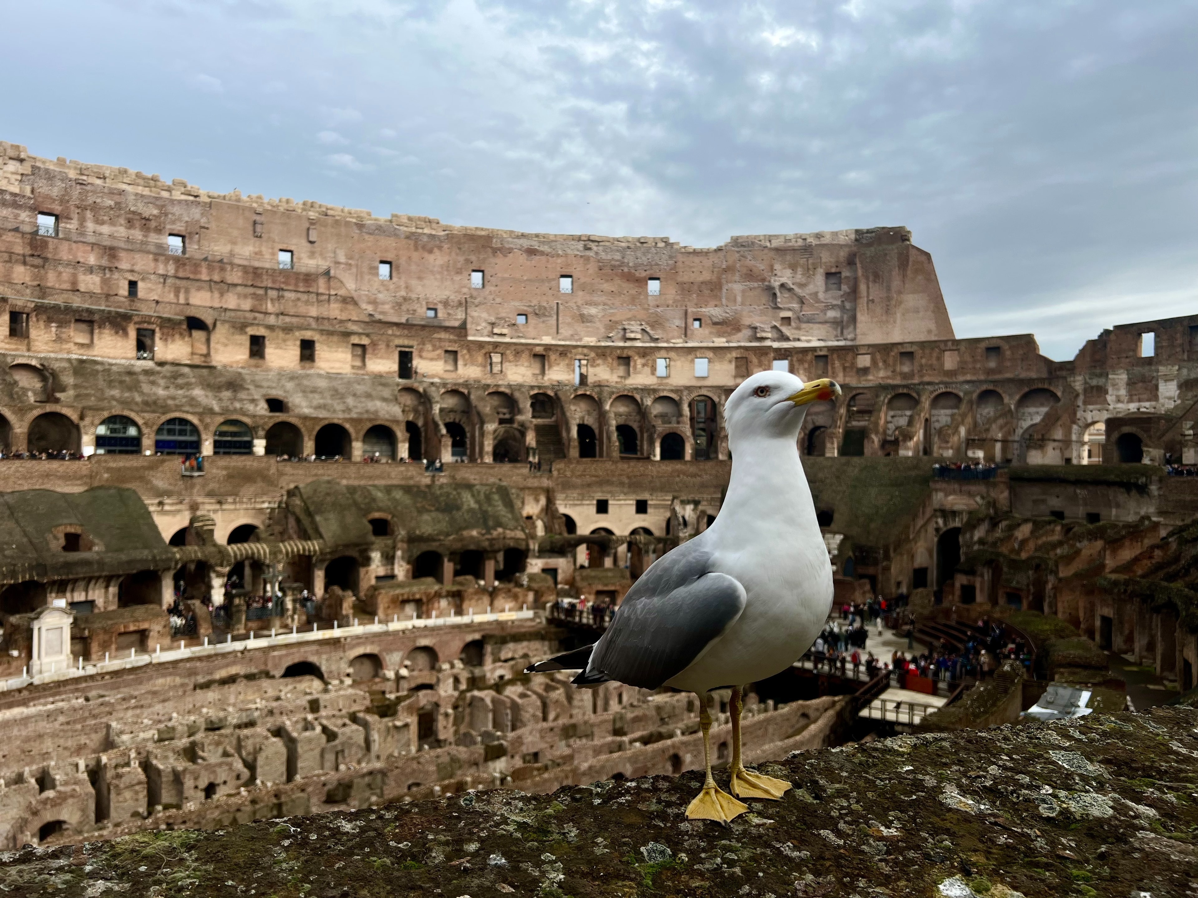 A seagull standing on a concrete pillar in front of the Colosseum.