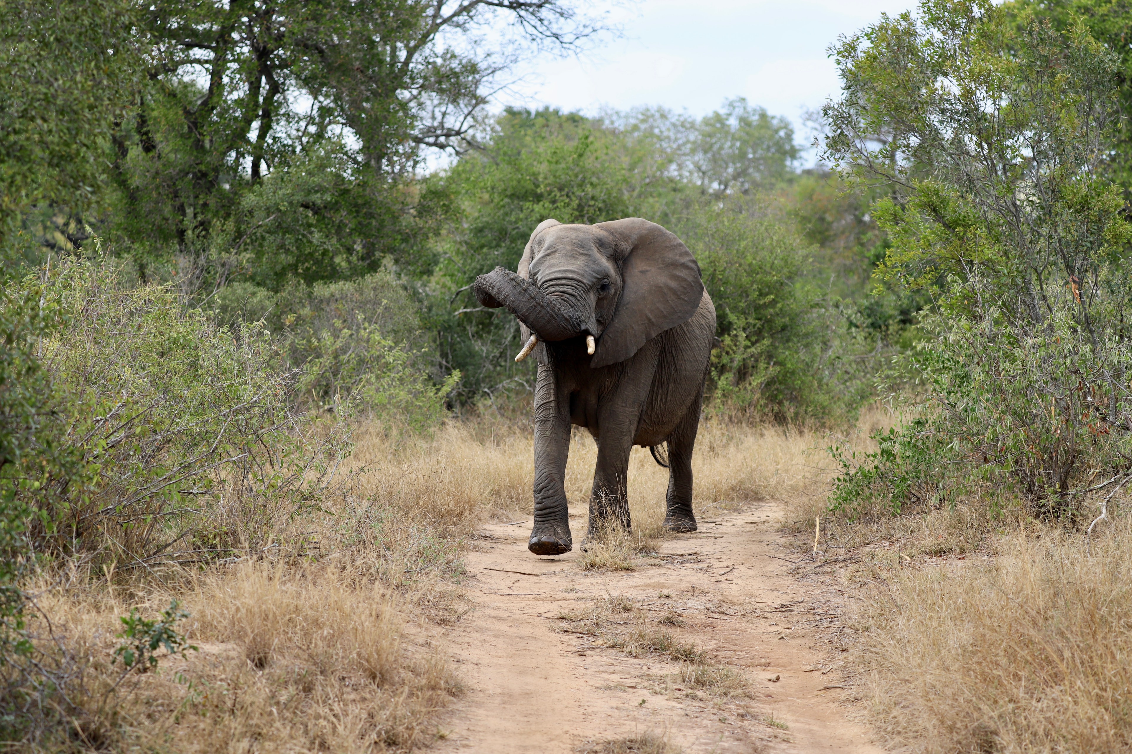 An elephant walking along a path amongst greenery.