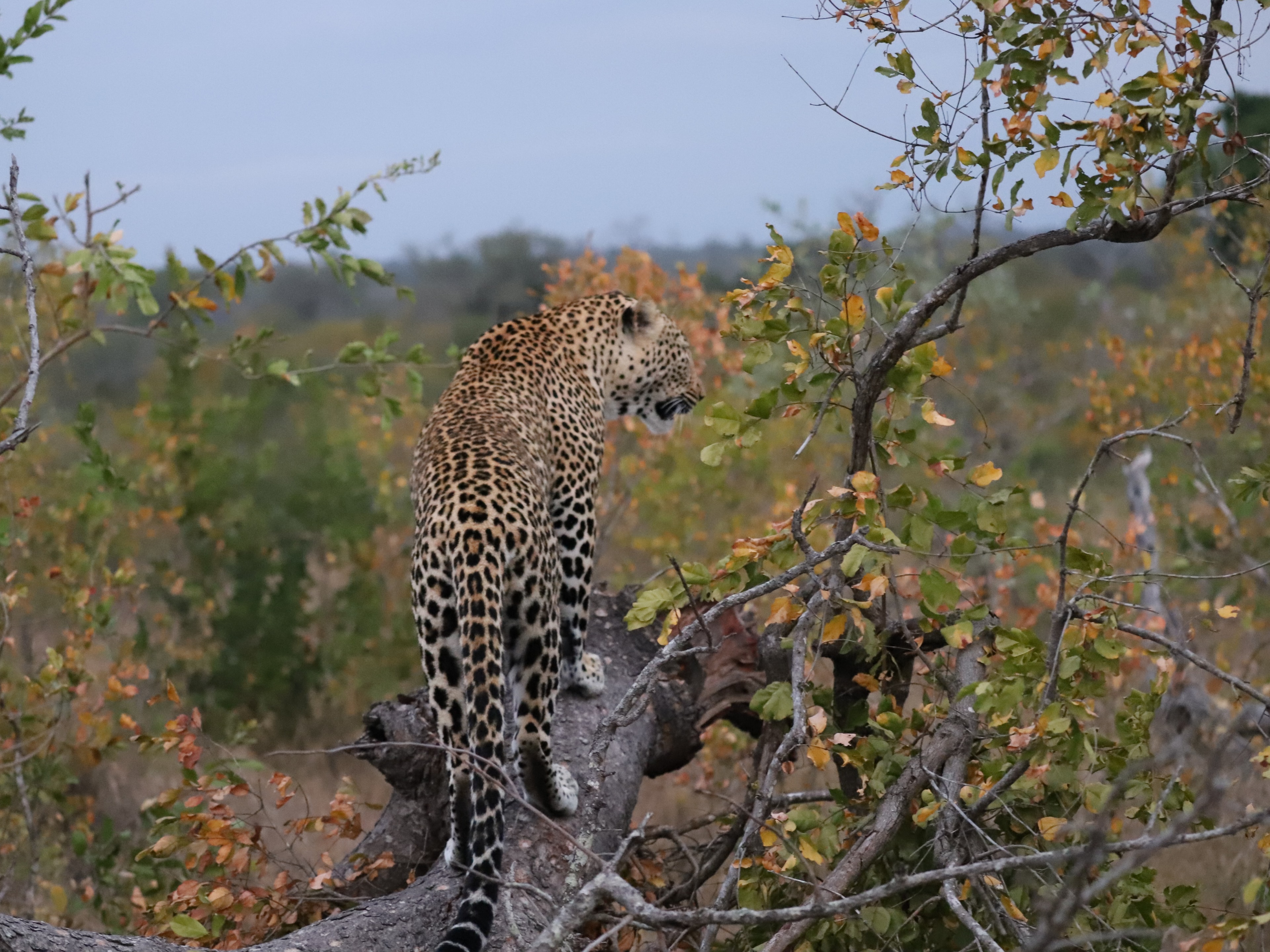 A leopard among green foliage with a few orange leaves.