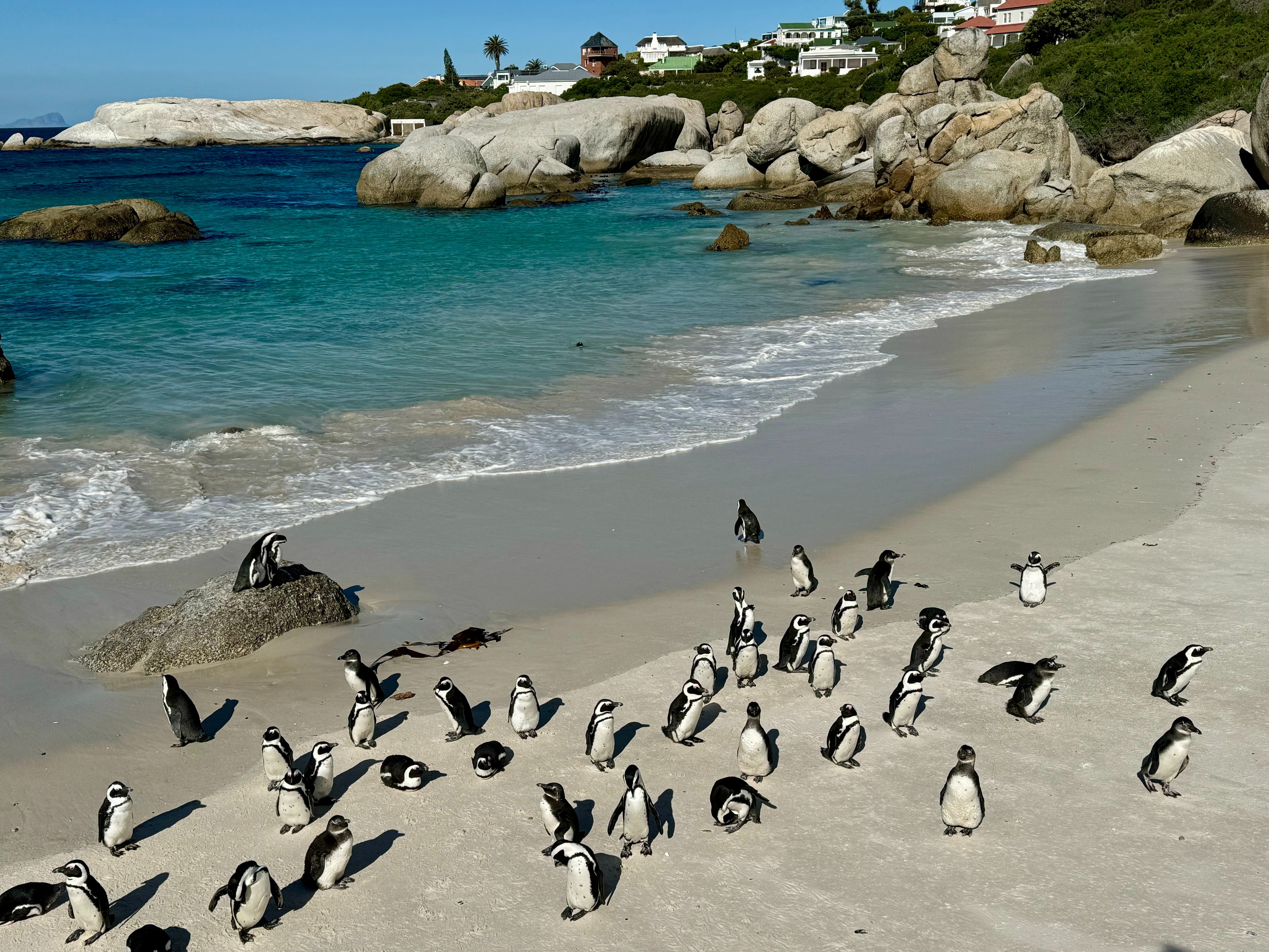 A group of penguins congregating on a sandy beach, with a backdrop of clear blue waters and rocks.