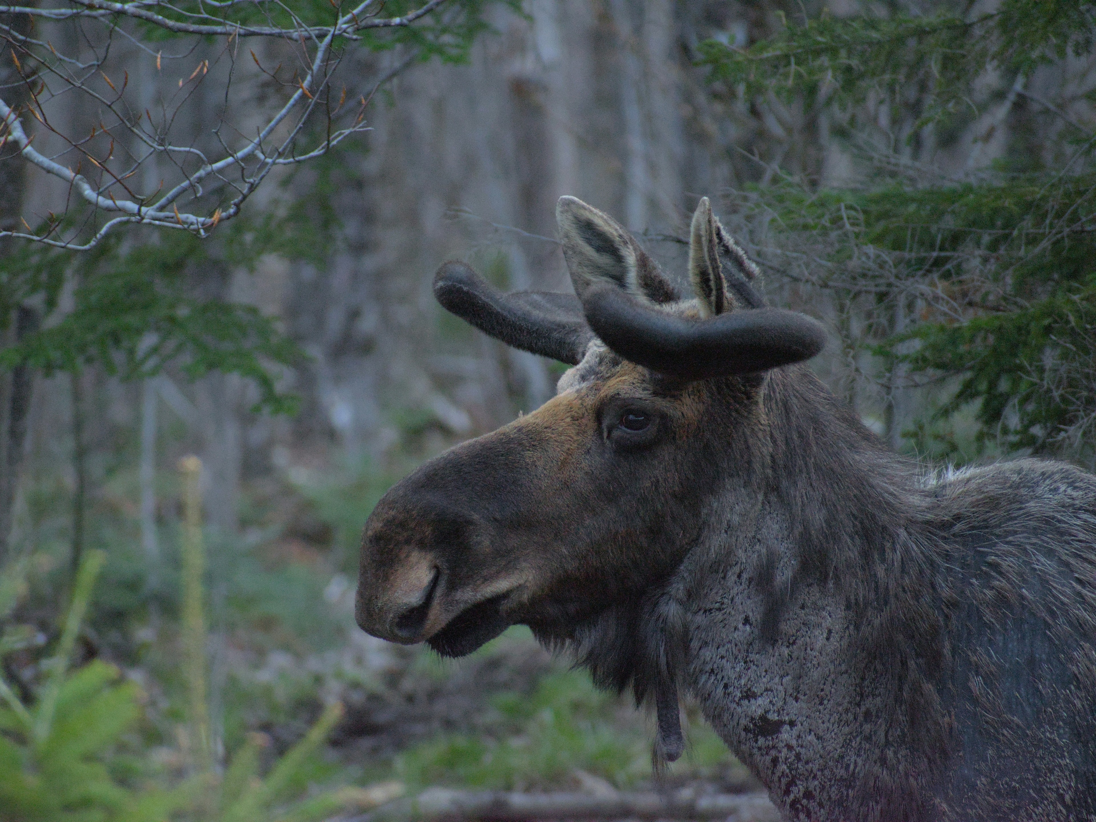 Picture of a moose in a forest