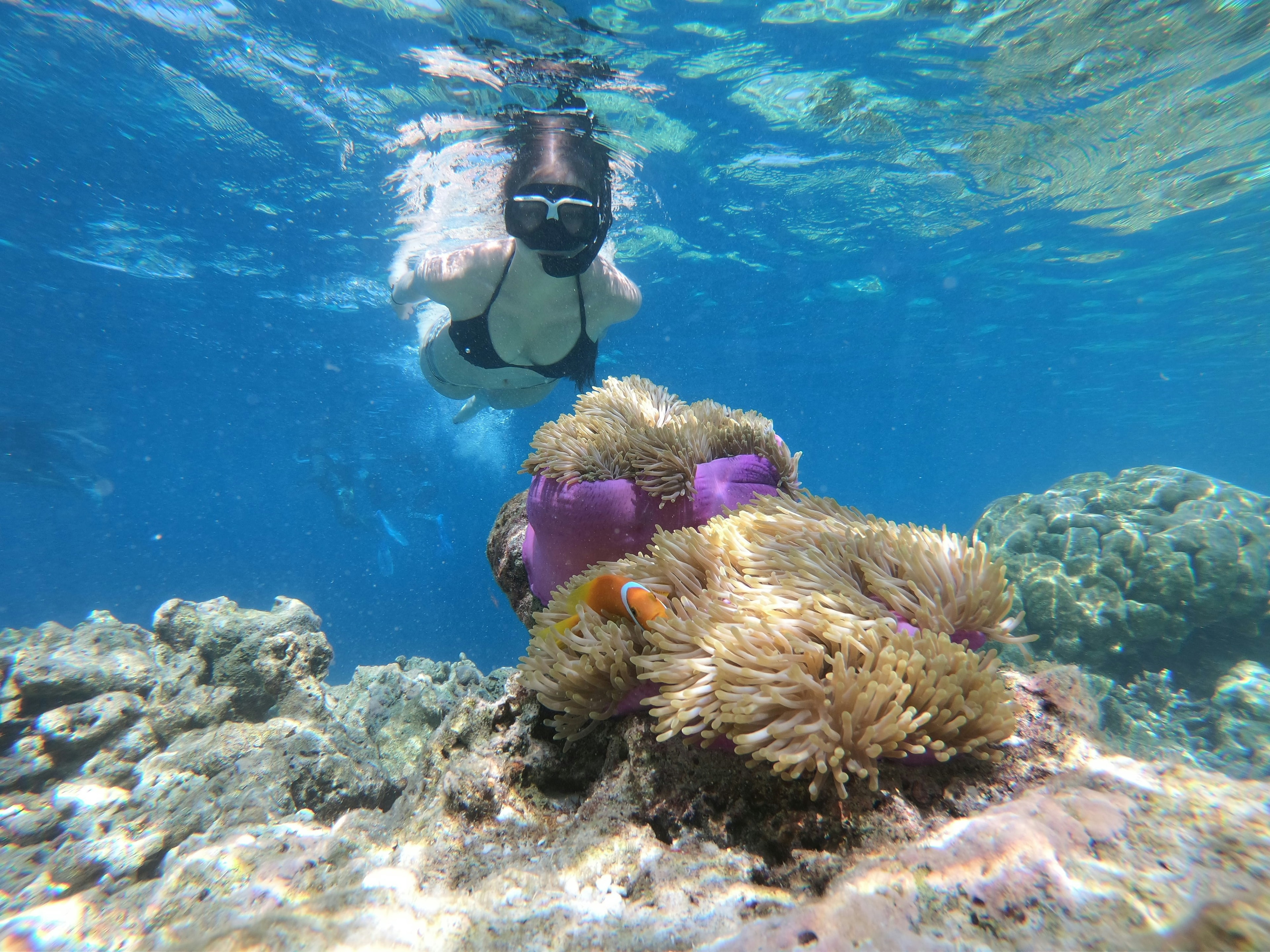 A snorkeler explores a vibrant underwater coral reef teeming with marine life.