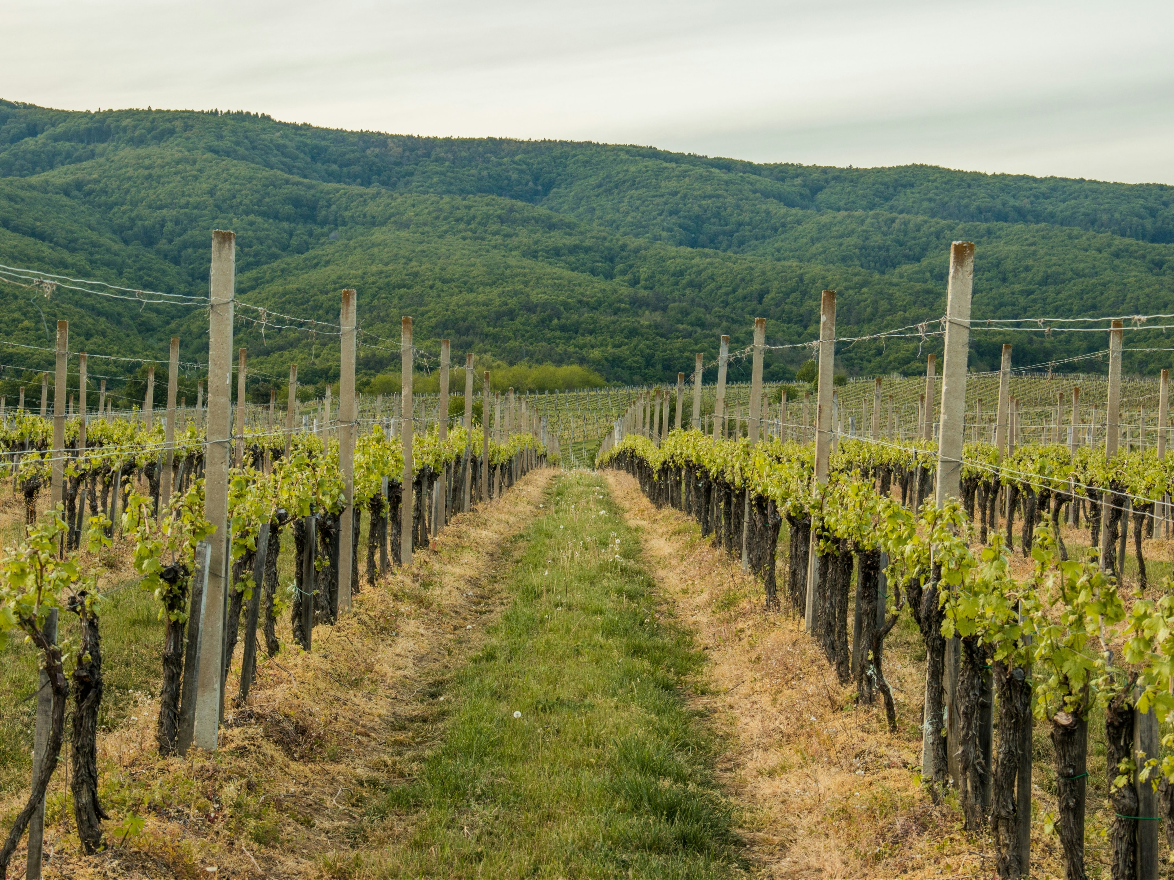 A vineyard with rows of grapevines against a backdrop of green hills under an overcast sky.