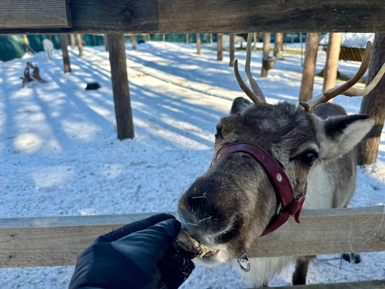 A close-up shot of a reindeer's head reaching down to smell or eat something in the snow.