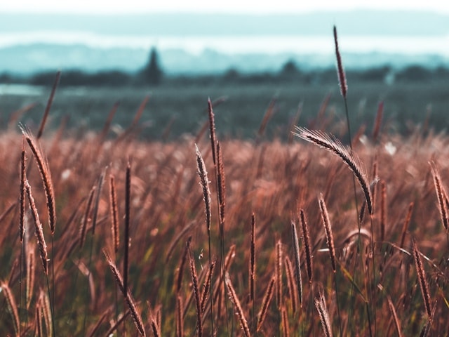 A whimsical depth-of-field photograph of a maroon-colored wheat field, with wheat plants crisp and clear in the forefront, and blurry in the background.