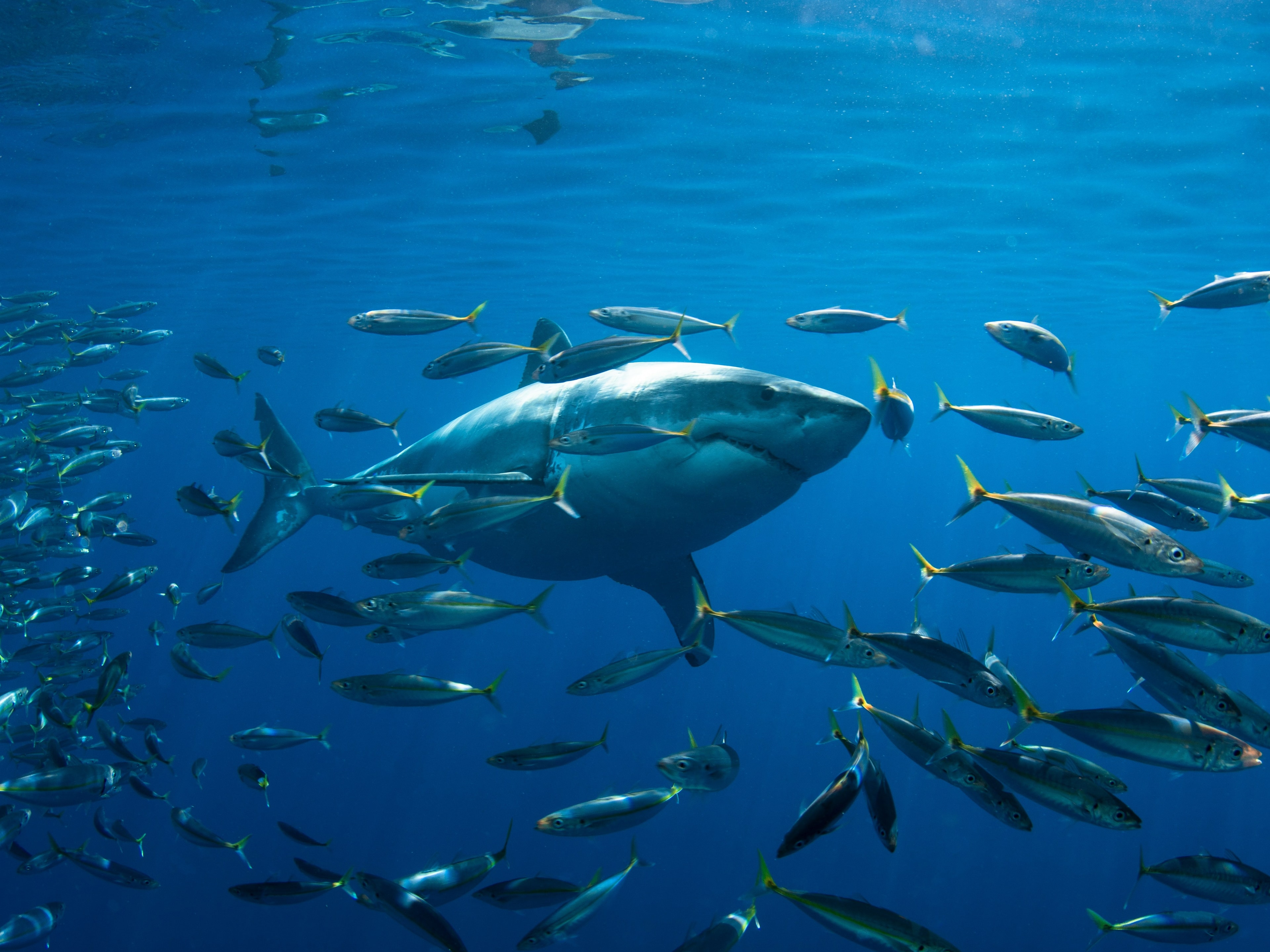 A solitary giant shark amidst a flurry of fins, navigating the serene blue depths.