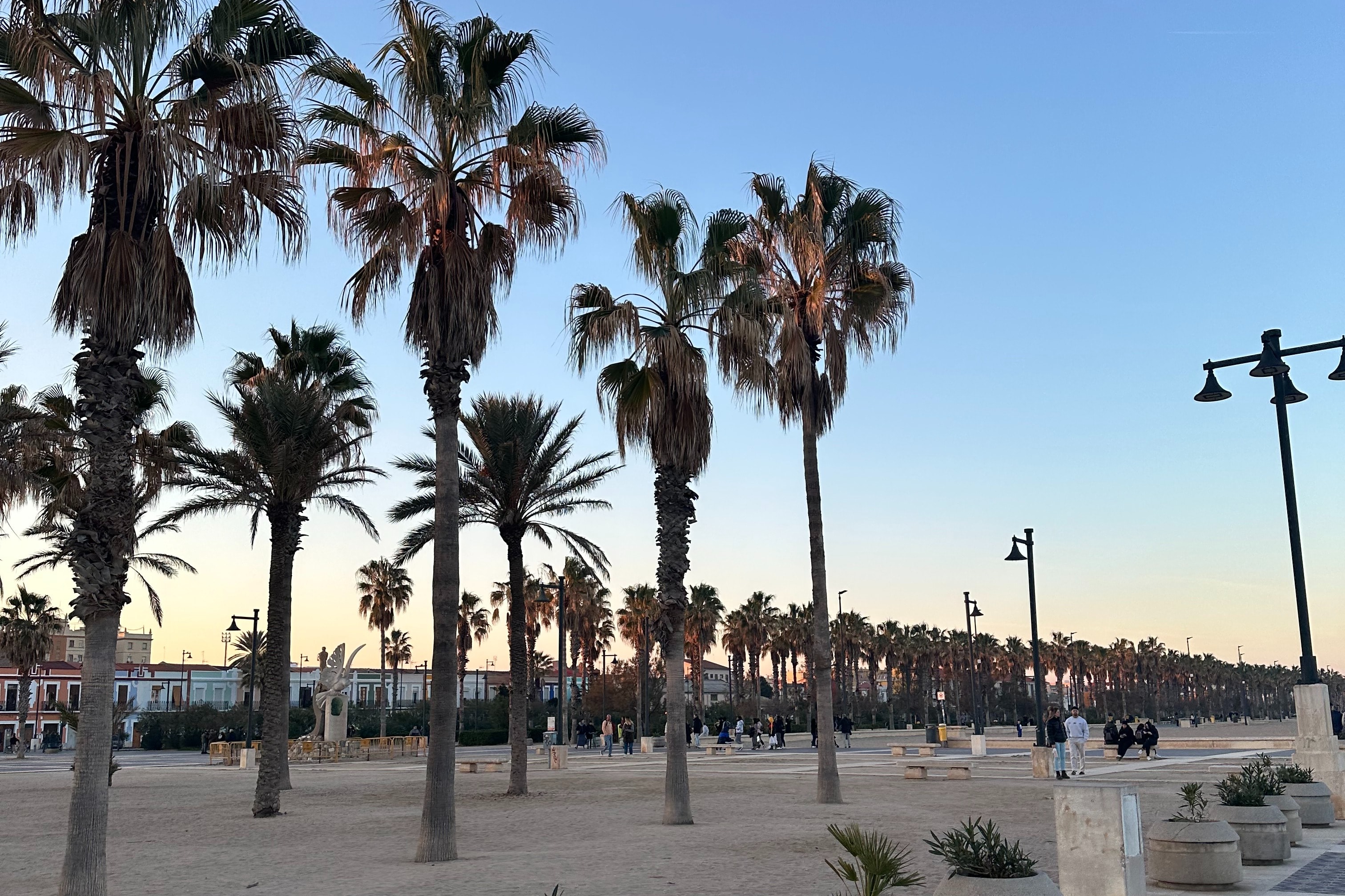 Rows of palm trees at Playa de las Arenas on a sunny day.