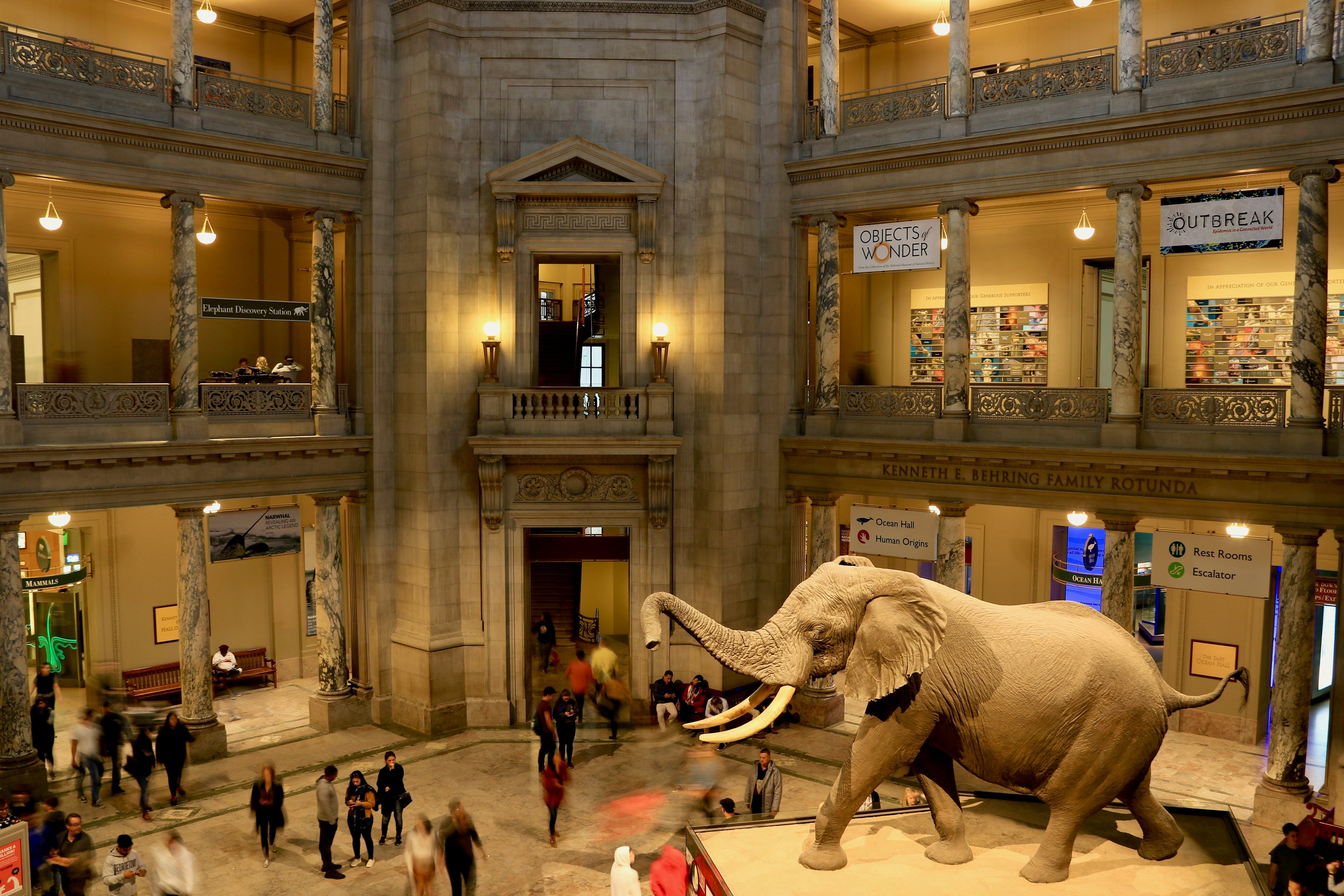 A picture of an elephant statue in the middle of the museum crowded by people.