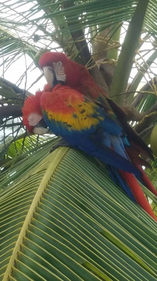 Picture of Parrots in the wild 