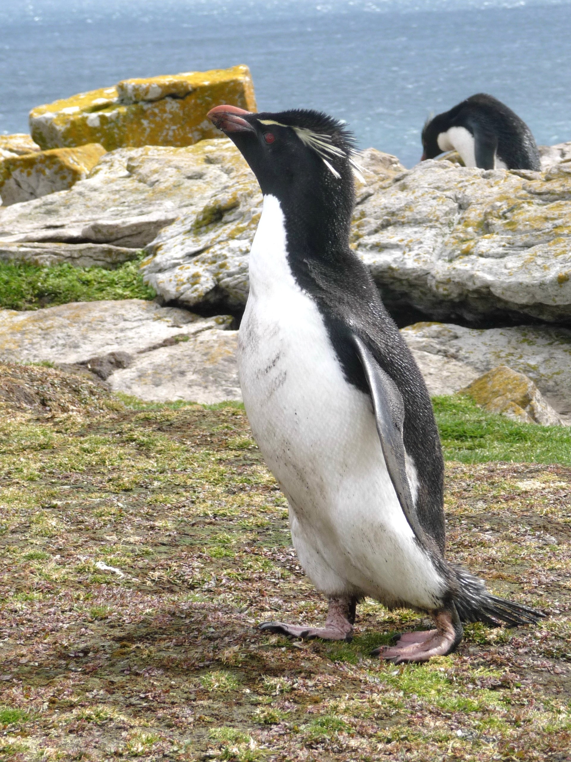 Photo of a Fiordland black and white penguin