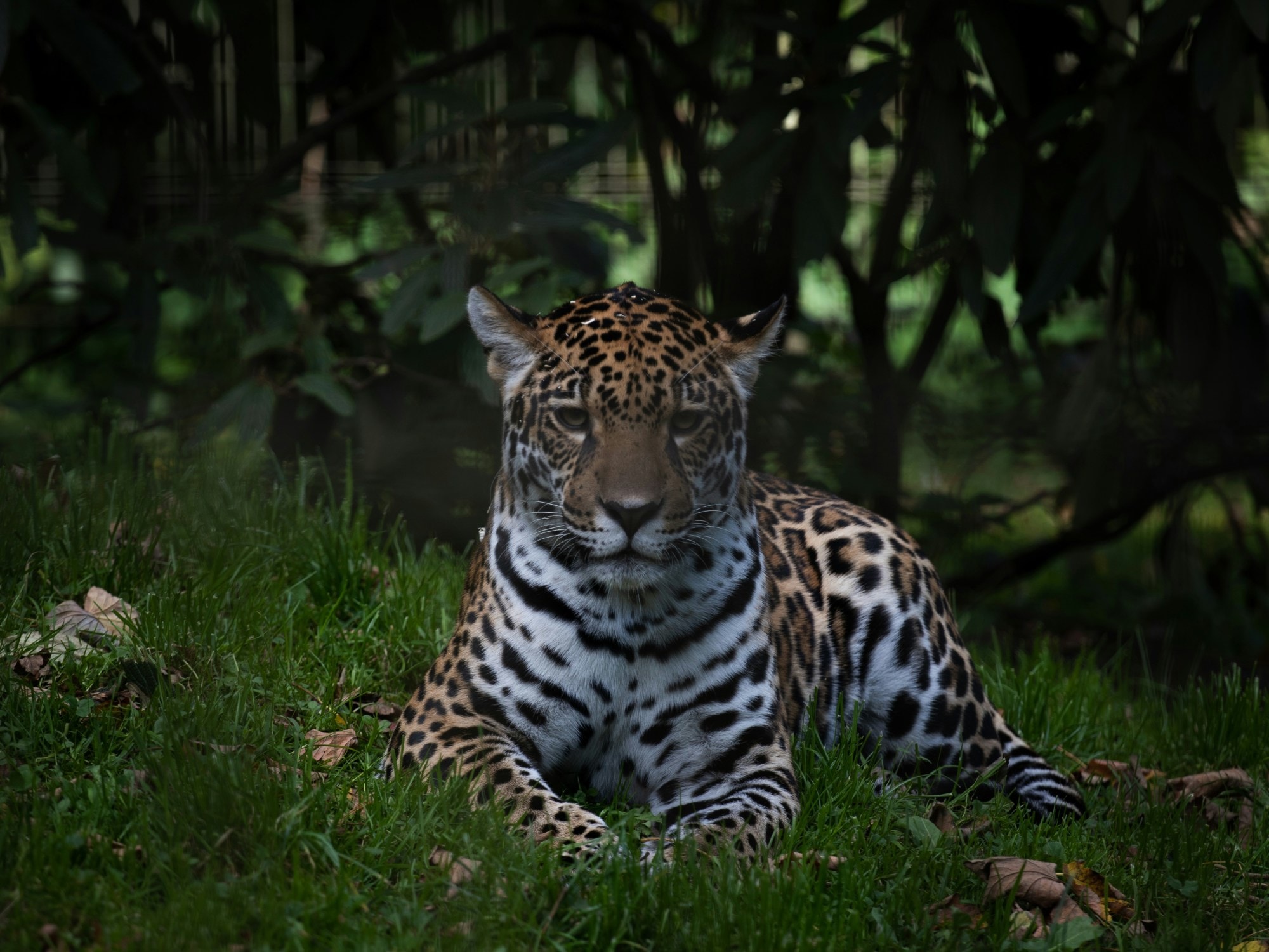 A tiger in the grass at a zoo.