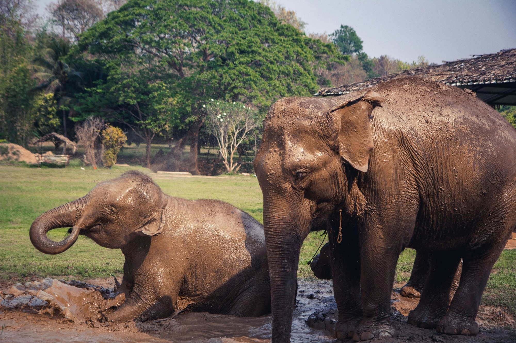 Mama and baby elephant in mud.