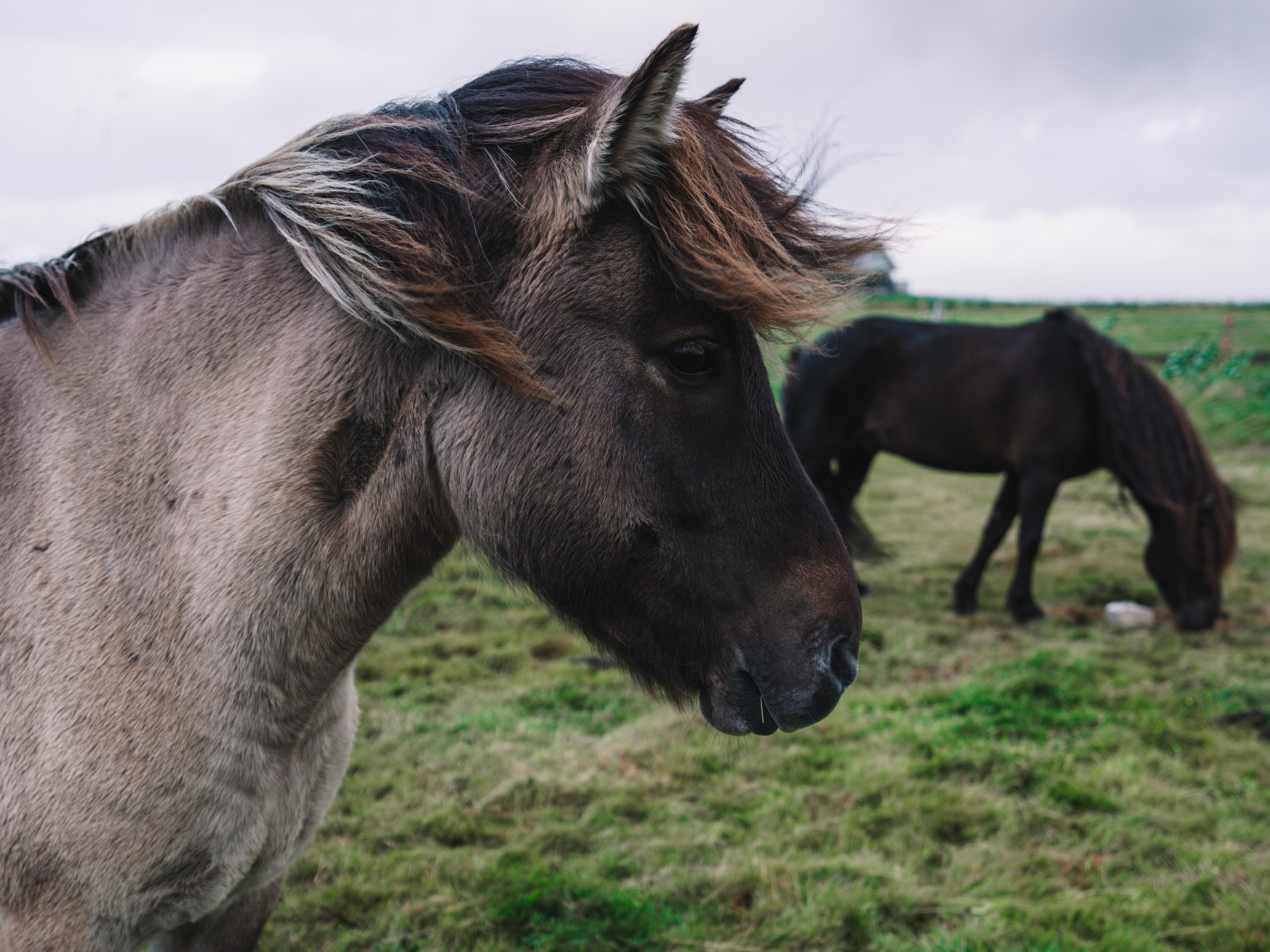 Two horses in a field during the daytime