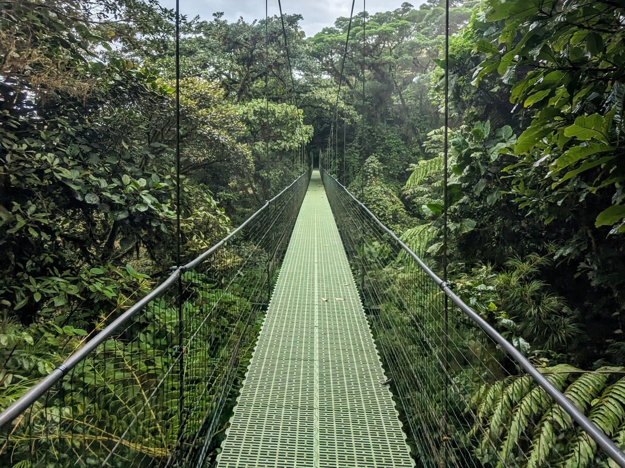 Suspension bridge in a forest.