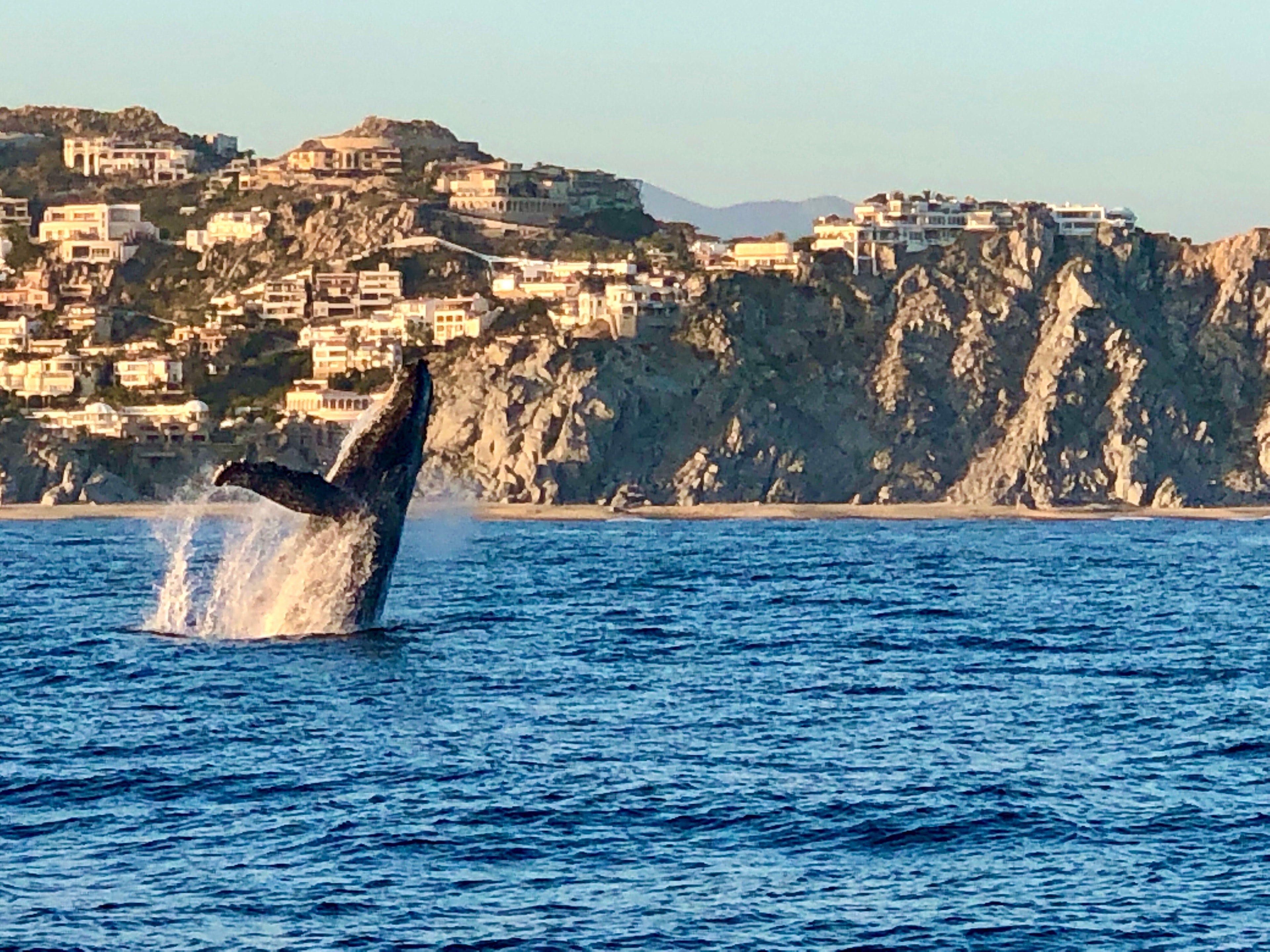 Beautiful view of Dolphin jumping in water