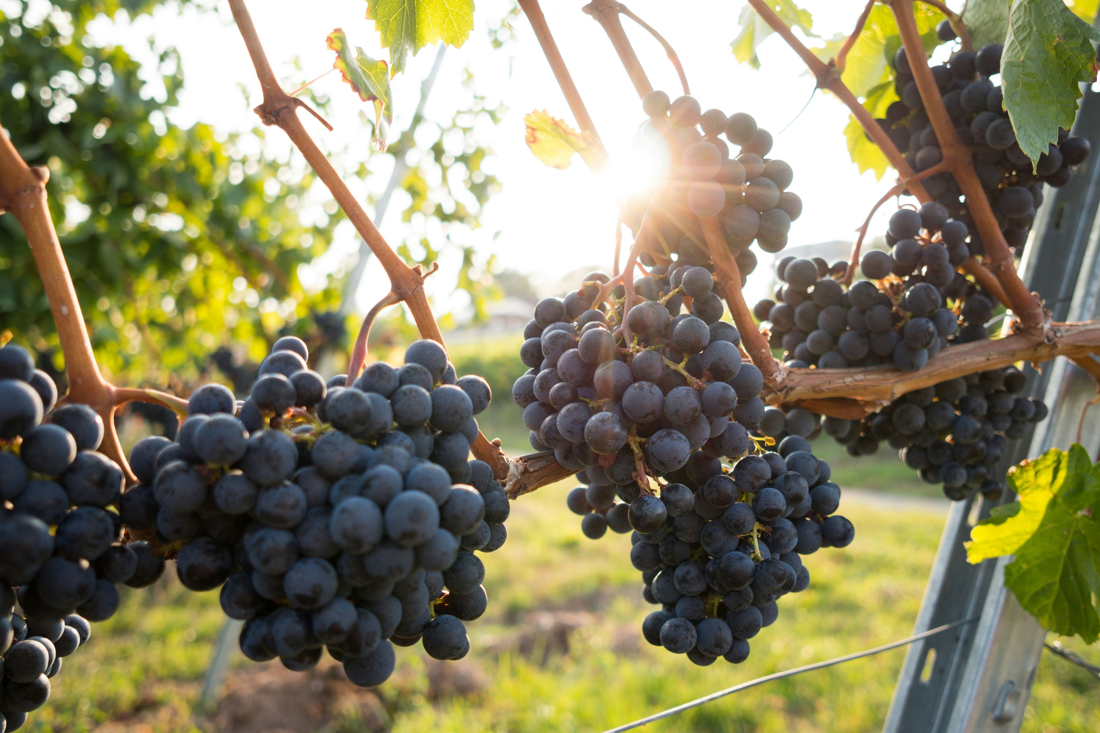 A picture of vineyard with black grapes during the daytime.