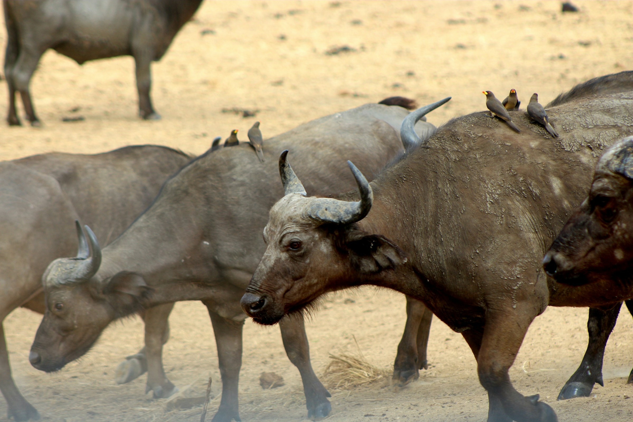 A herd of African buffalo in Mikumi National Park.