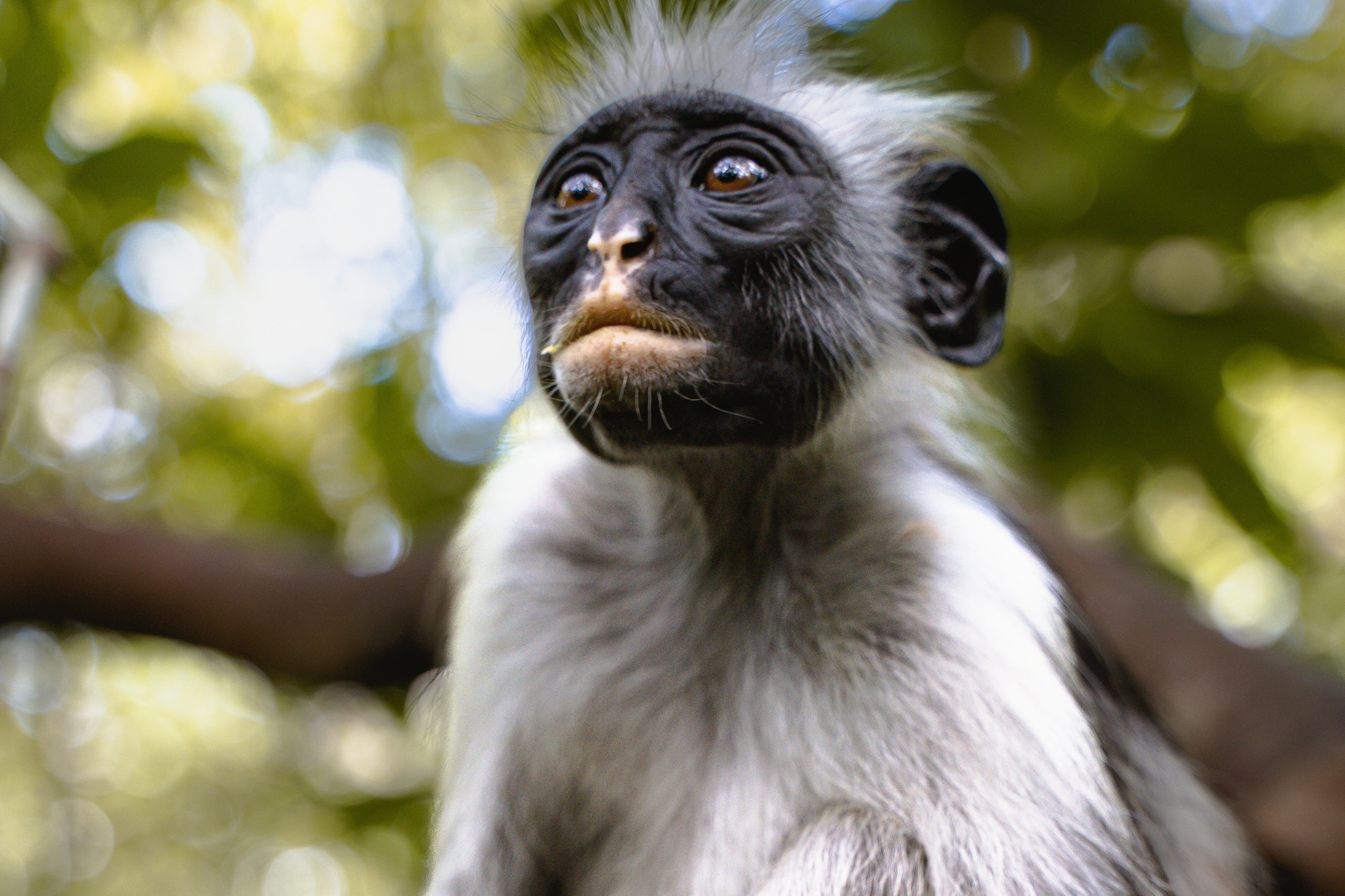 Photo of a monkey in a forest