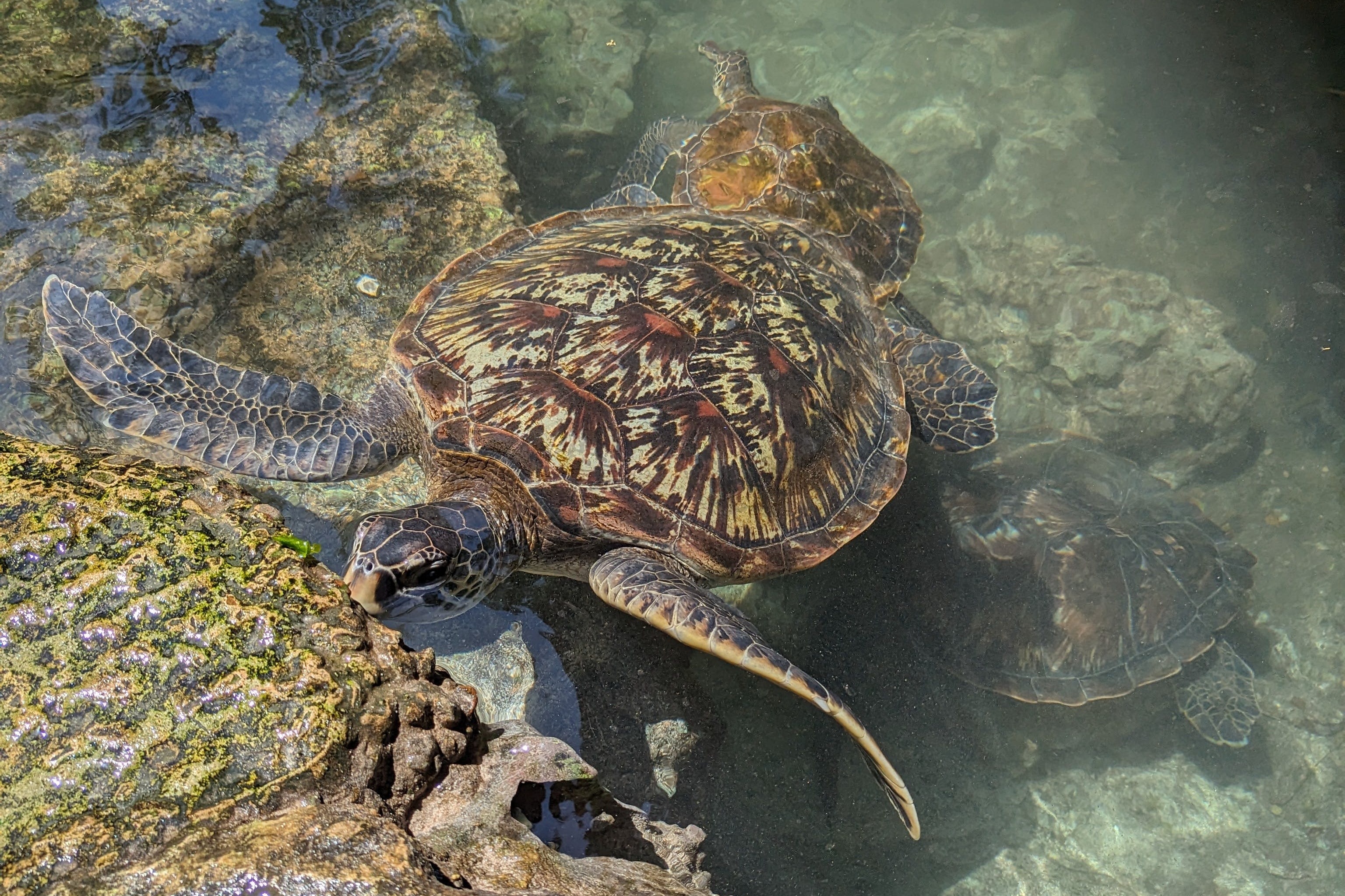 Turtles in the water