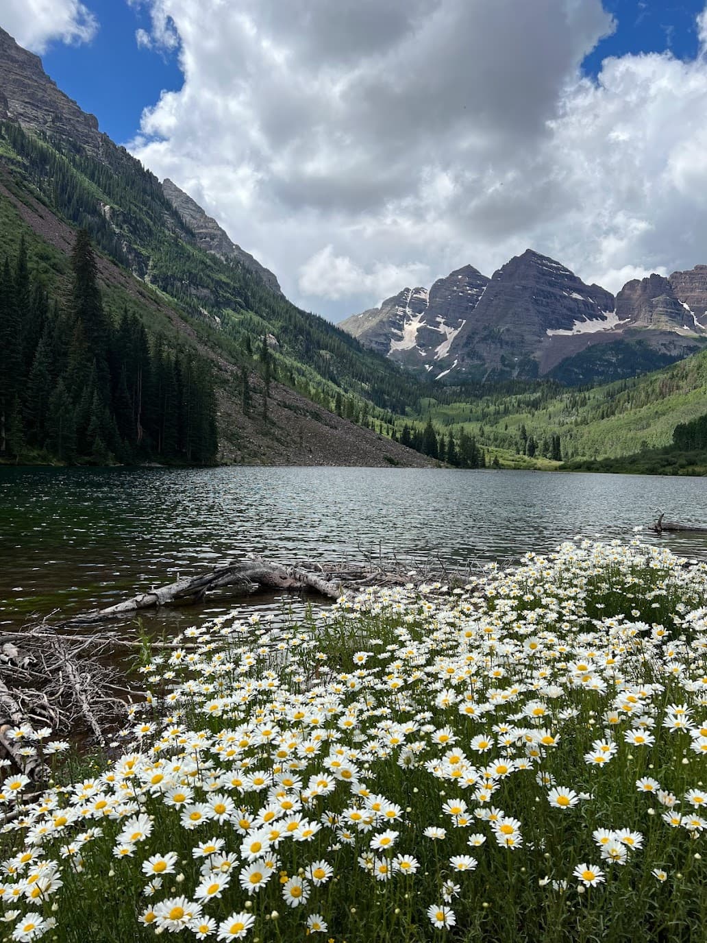 A beautiful view of lake with white flowers