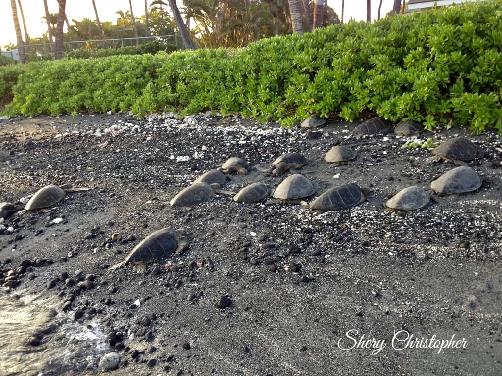 A group of tortoises nestled into the dark sand near a green bush