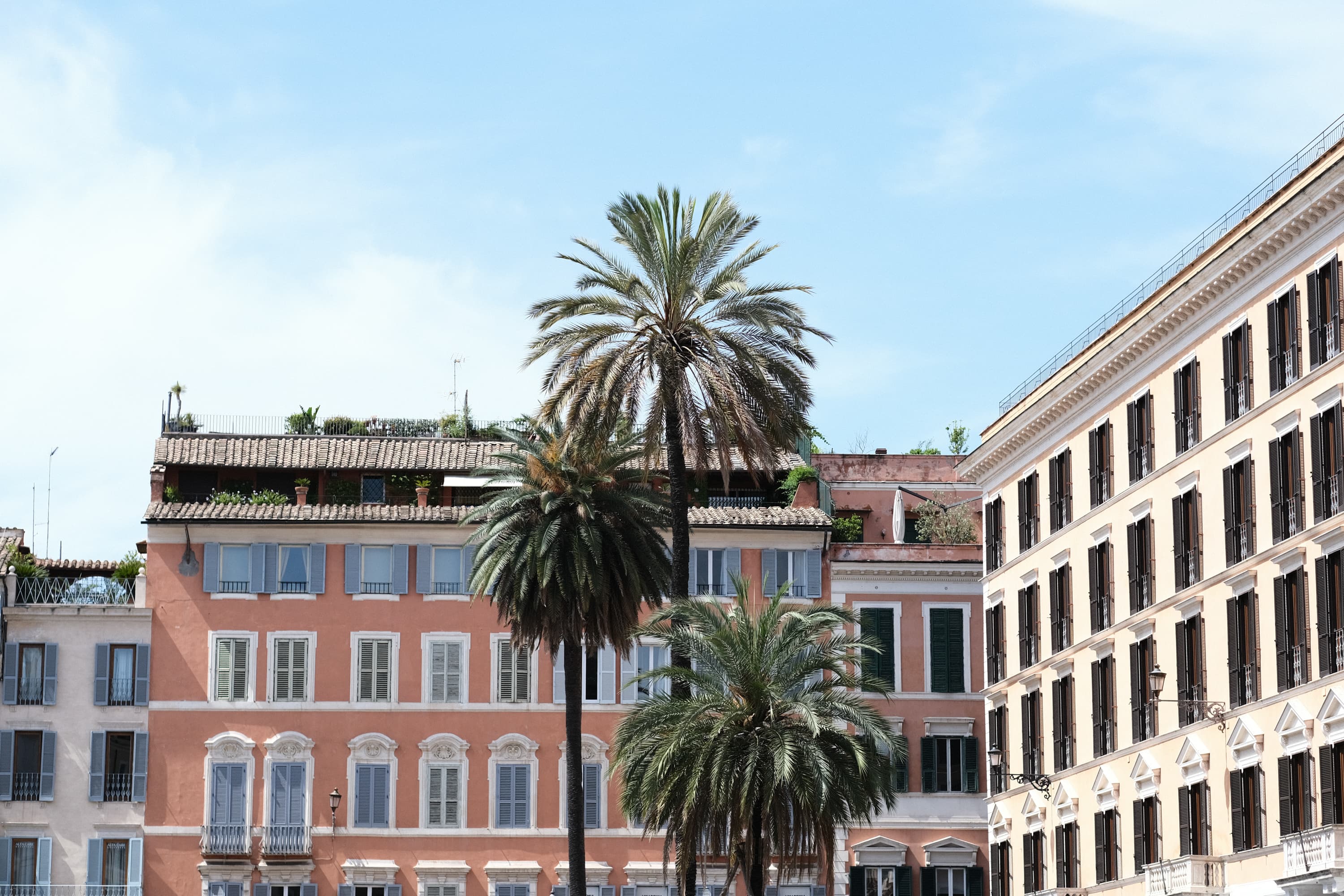 palm trees