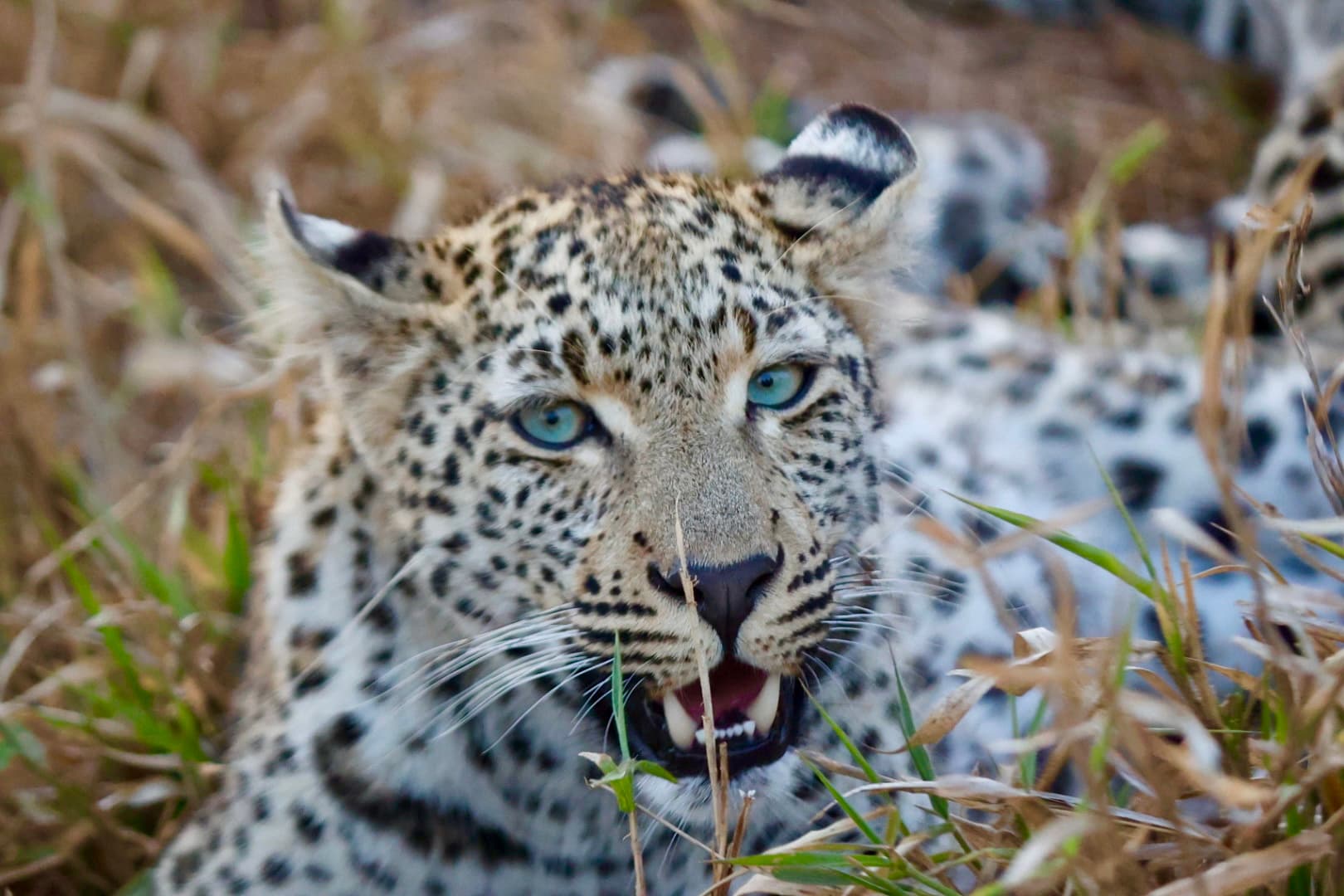 Picture of African leopard
