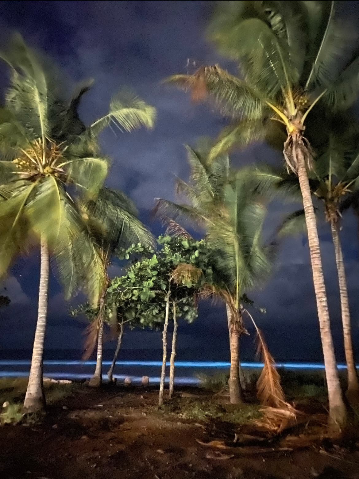 night view palm trees