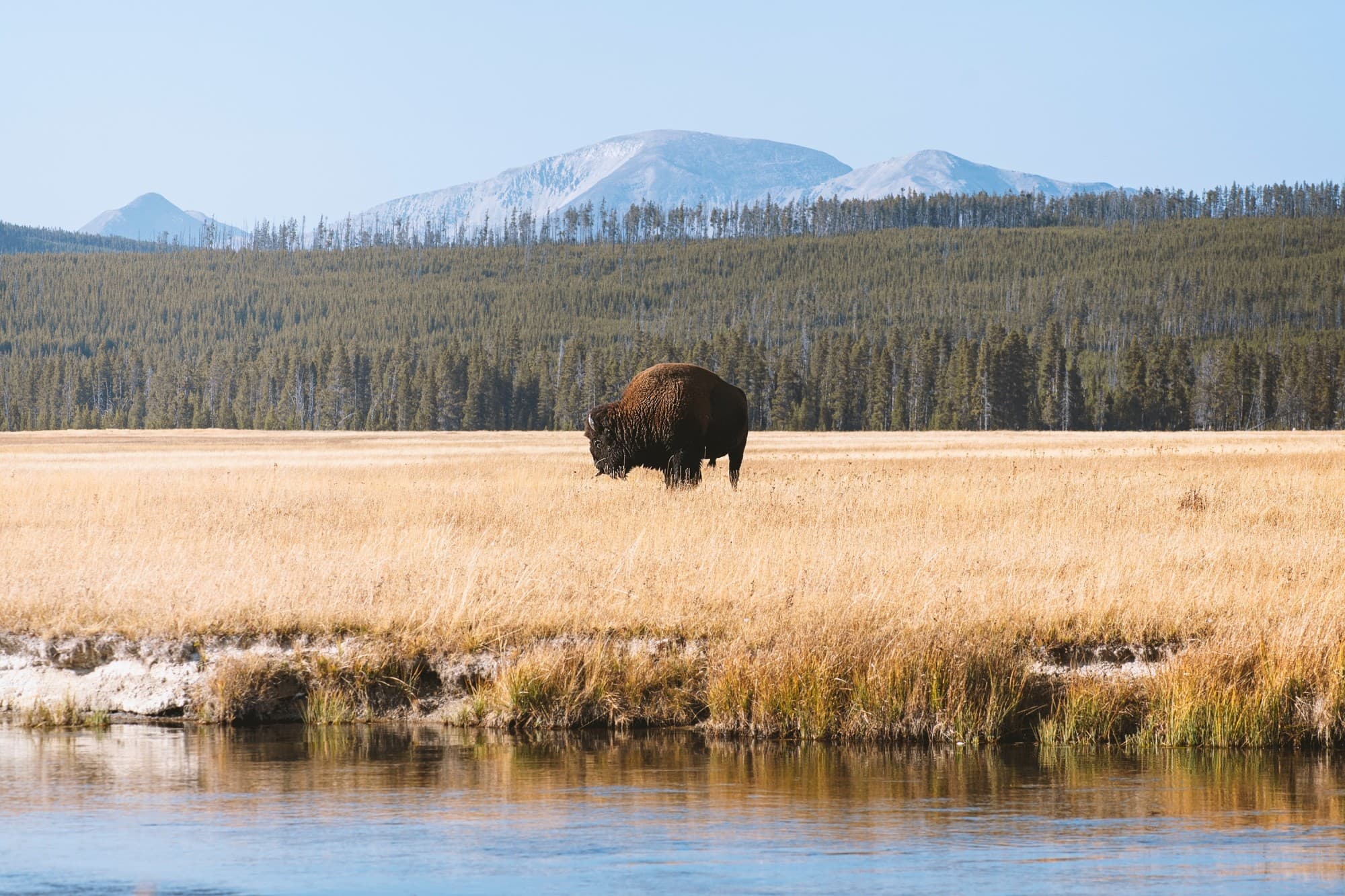 brown buffalo standing in a yellow meadow in front of a lake