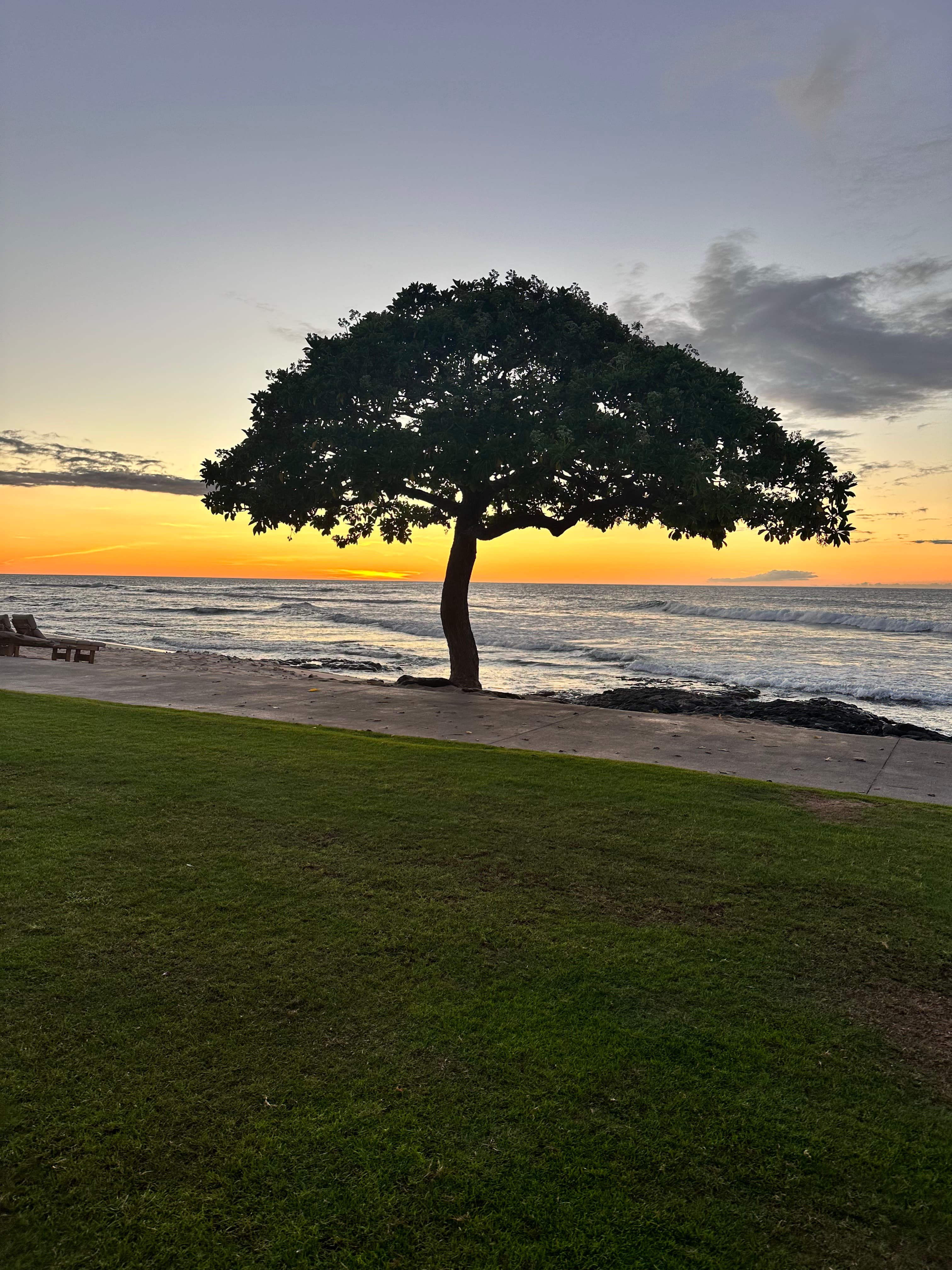 A lone tree by the sea