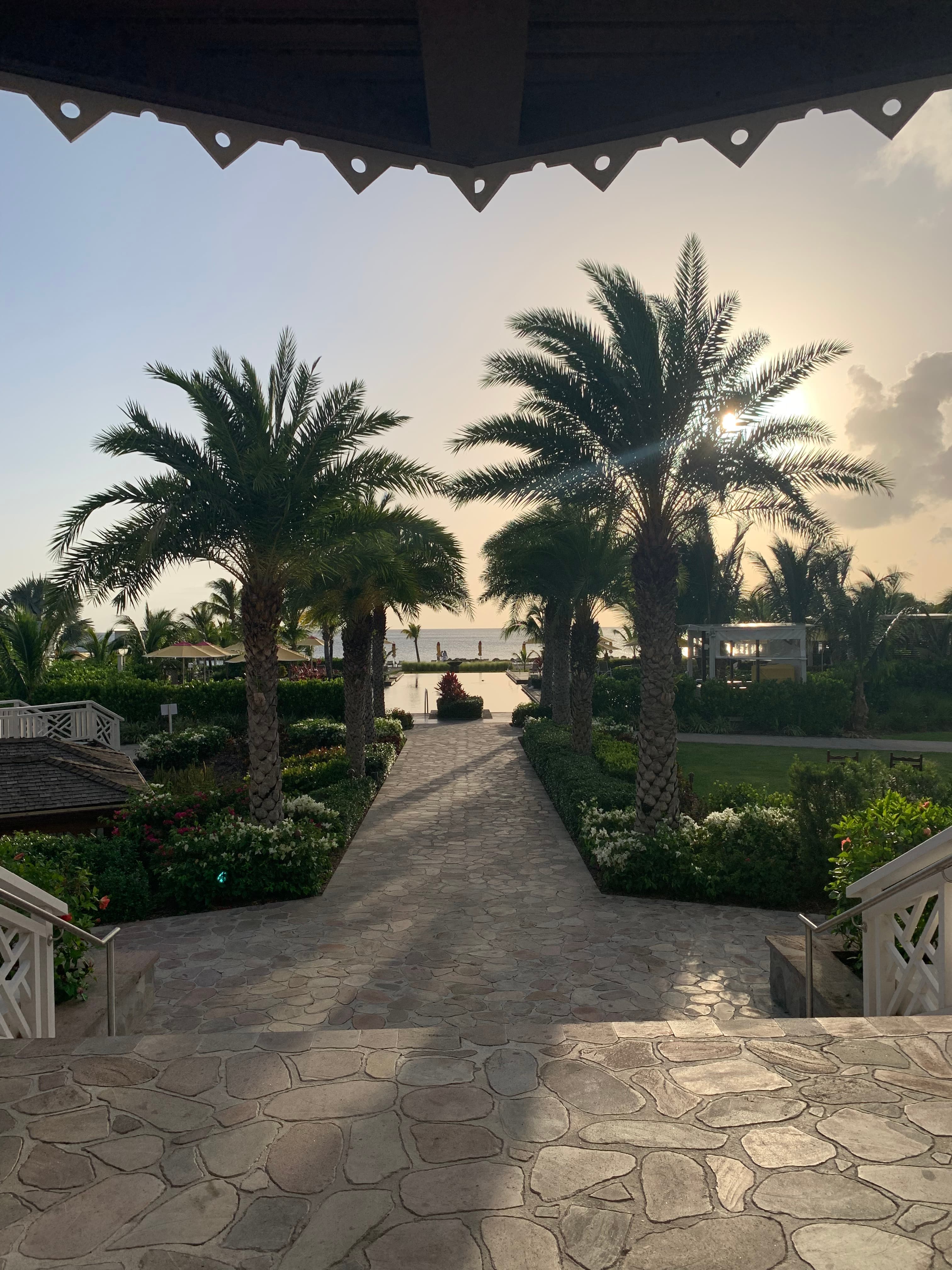 Evening shot of palm trees