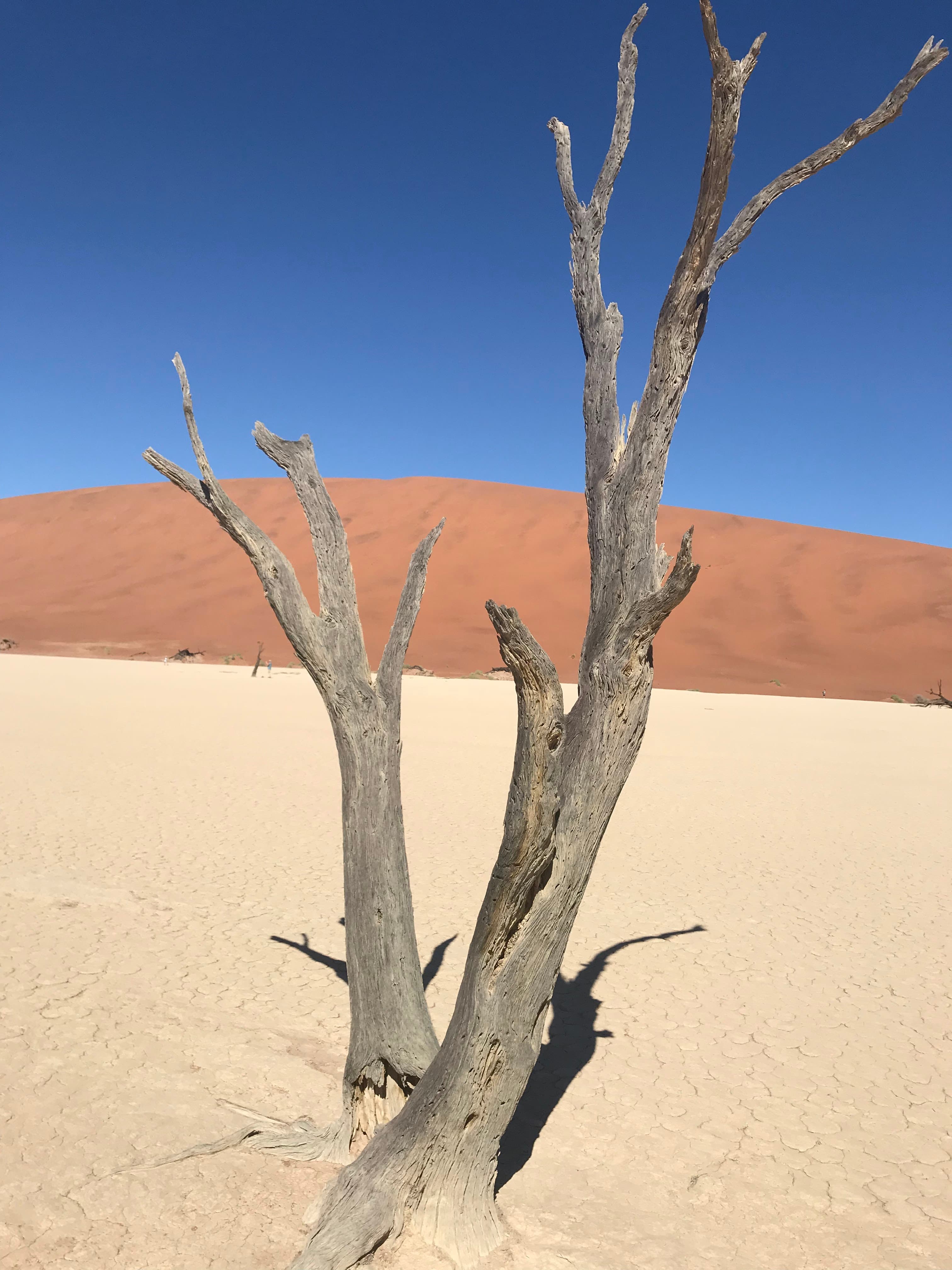 Picture of dead tree in a middle of desert