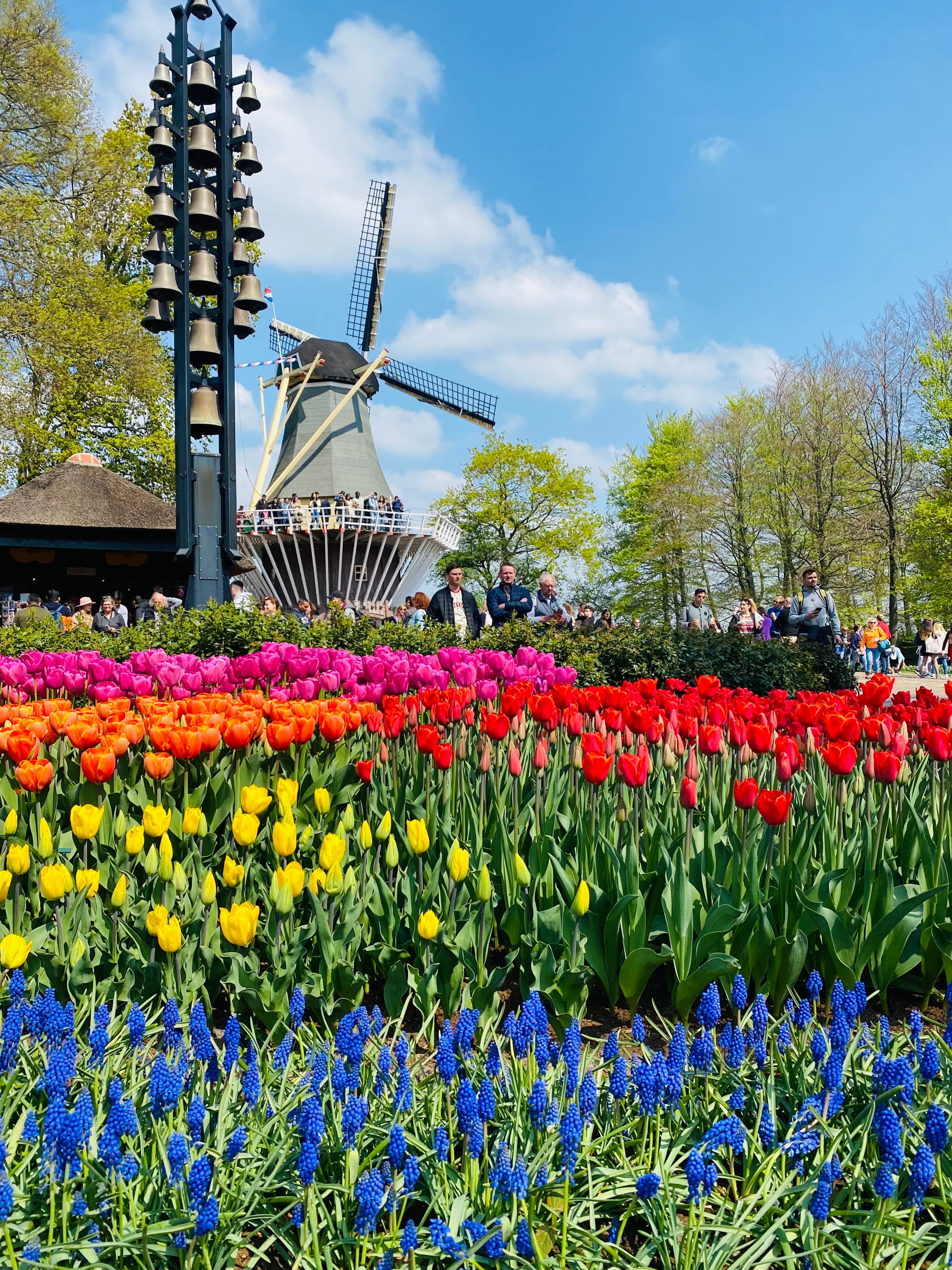 tulips in a garden