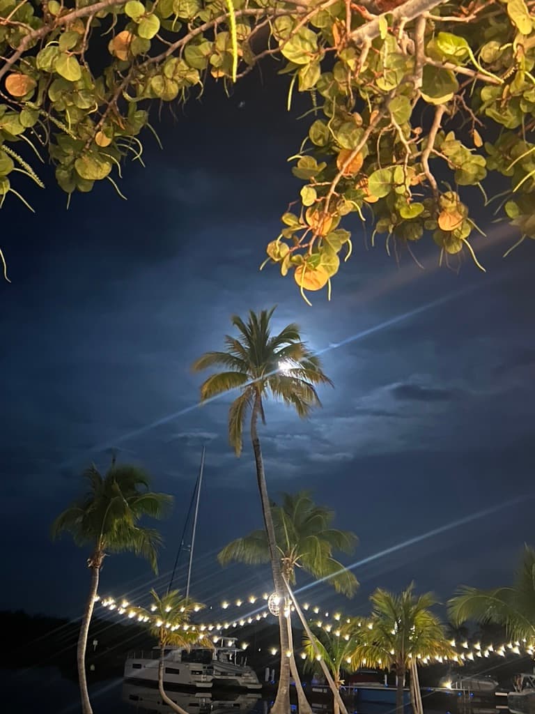 View of a tree in moon's light