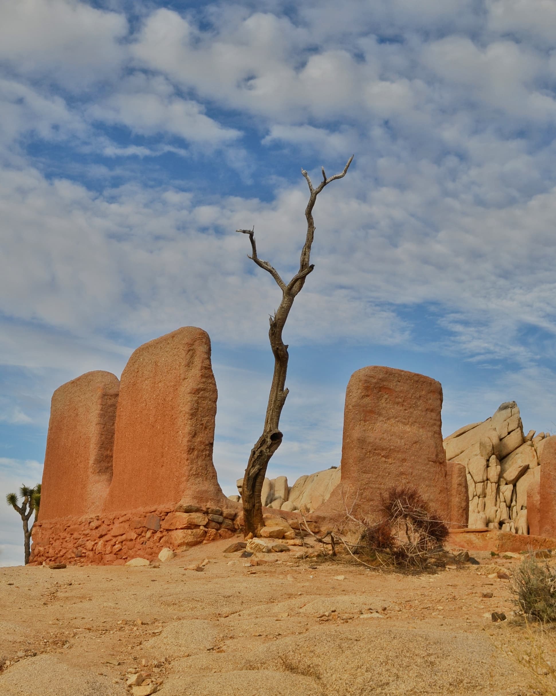 Barren tree in Joshua Tree