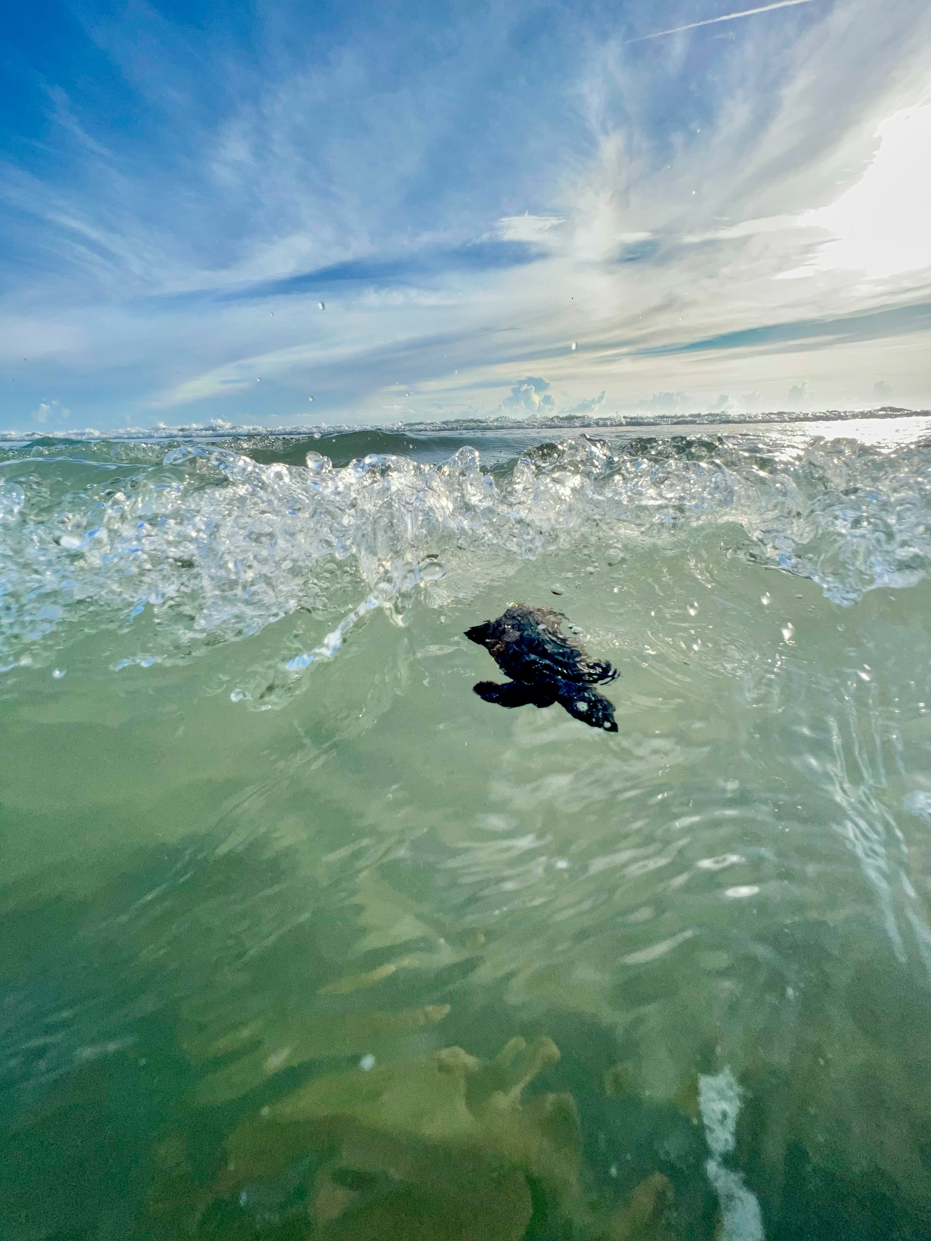 Photo of a turtle swimming in the sea