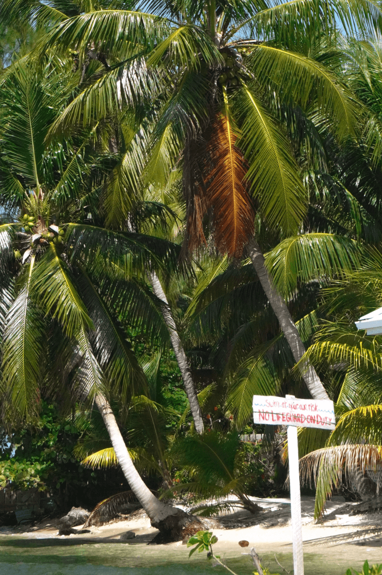 Palm trees on a beach